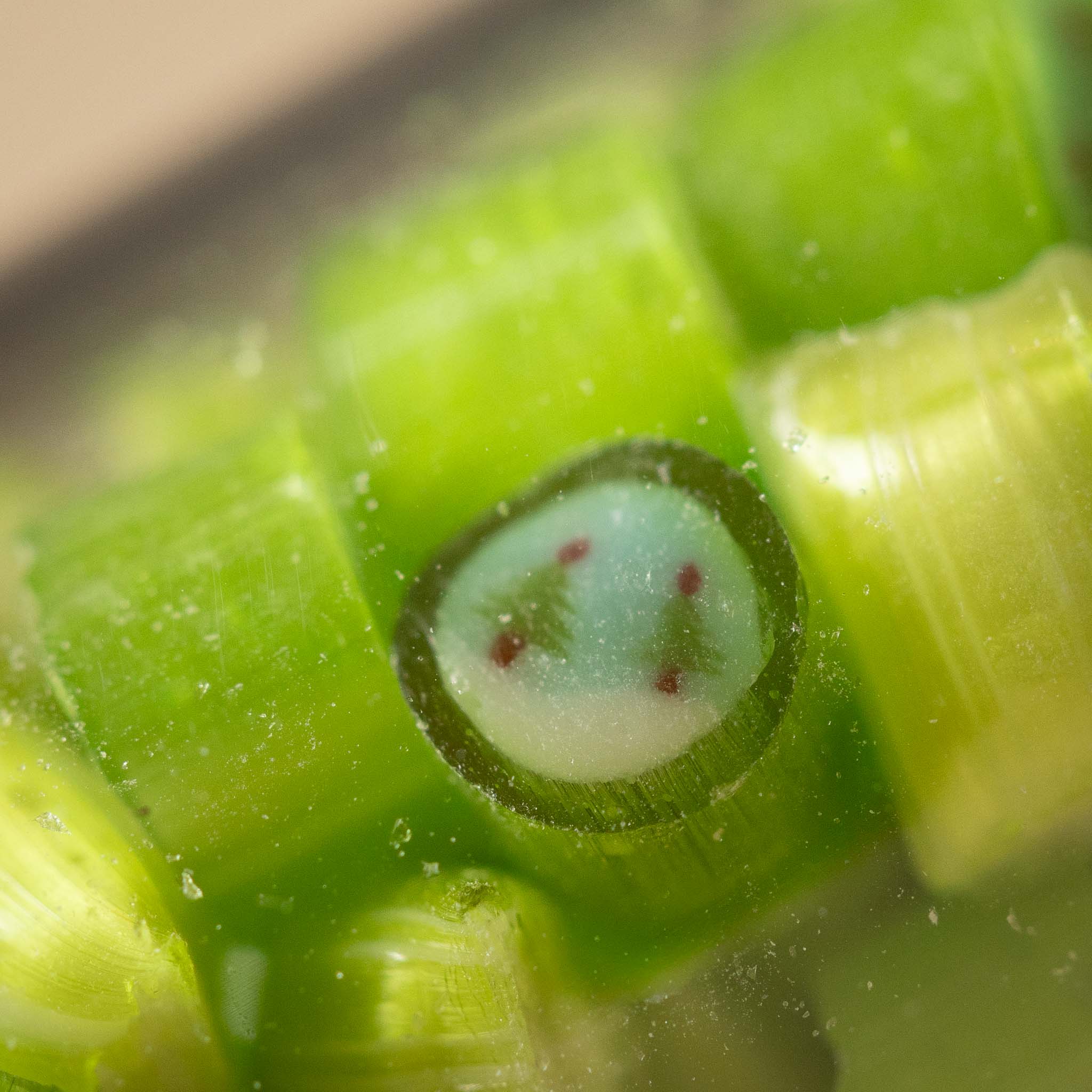 artisanal-hard-candy-tube-green-apple-forest Close-up of green asparagus trees with a blurred background