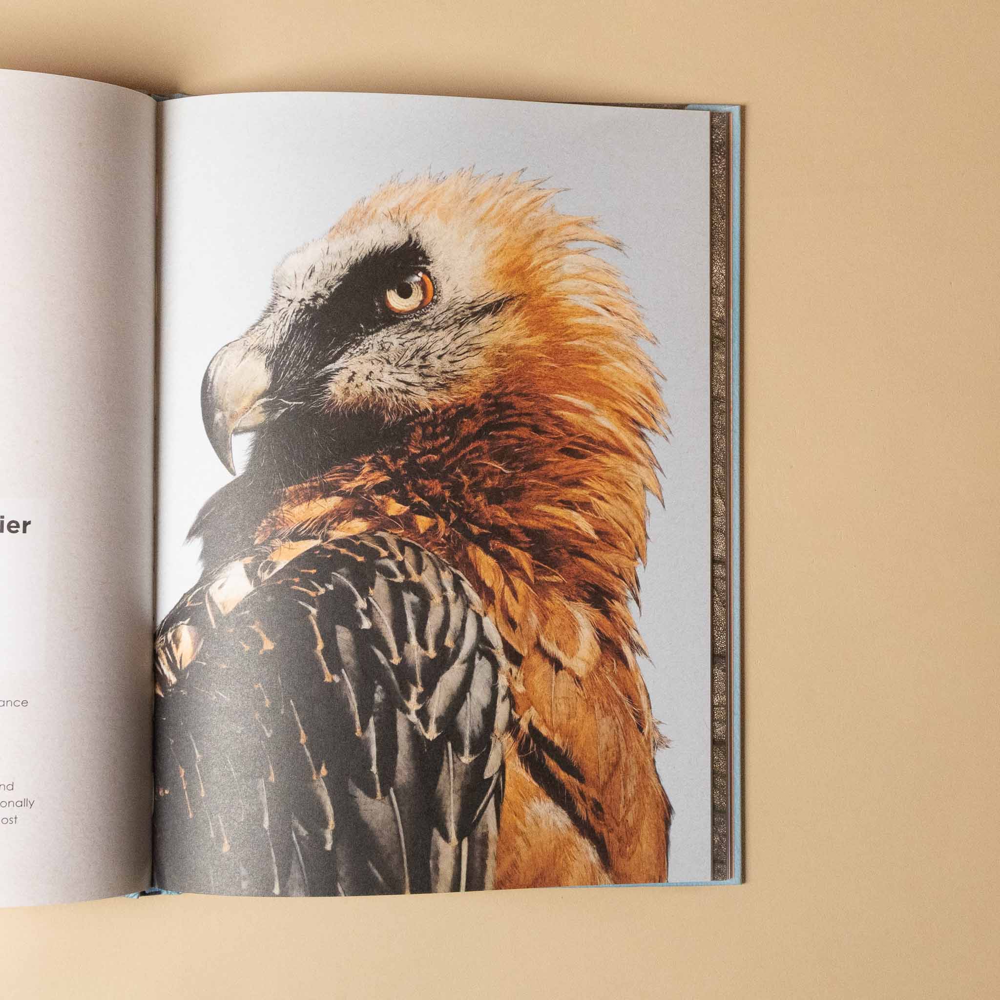 Open ben-rotherys-weird-and-wonderful-animalsshowing a detailed illustration of a bird with a beige background