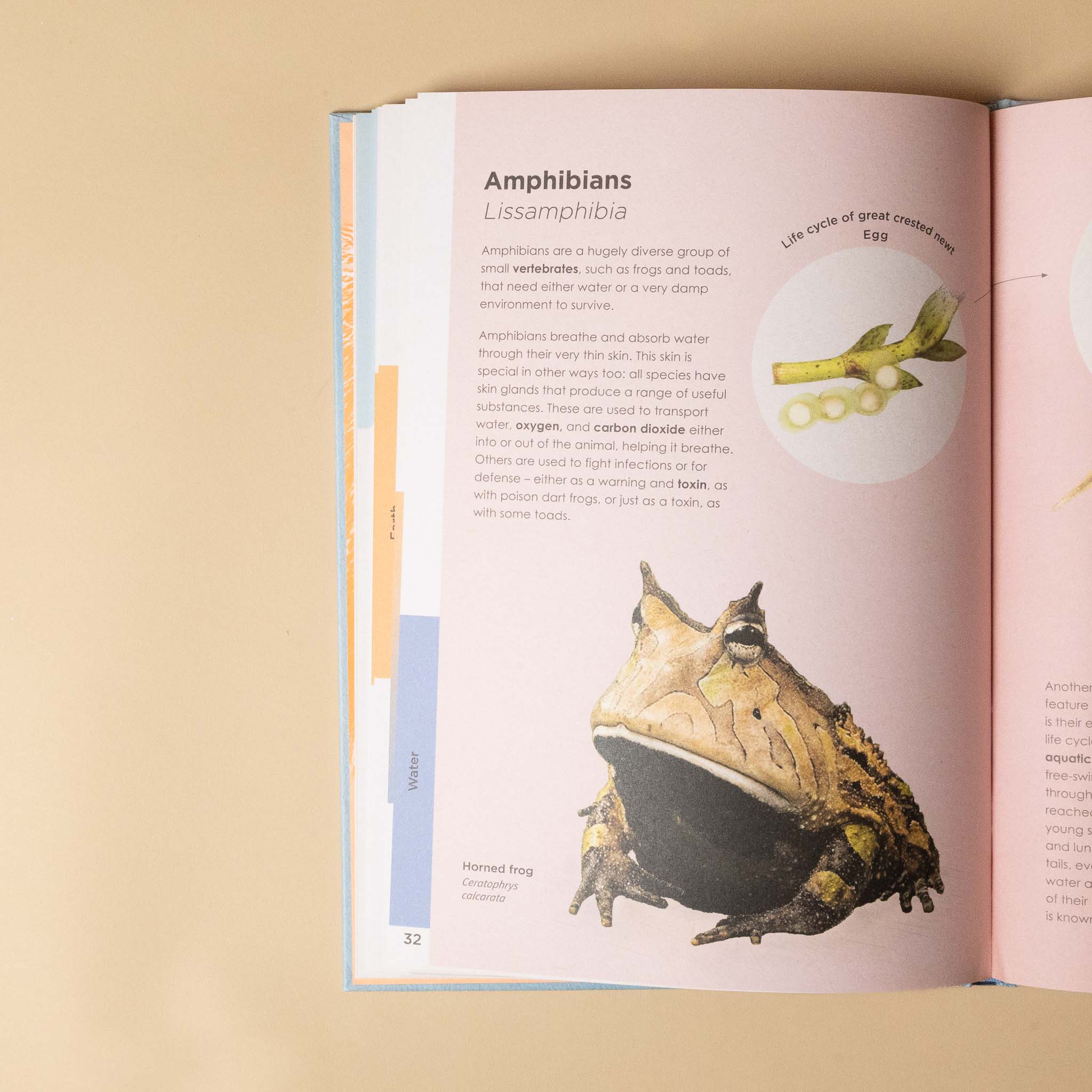 Open ben-rotherys-weird-and-wonderful-animals showing a page about amphibians with a illustration of a frog on a beige background
