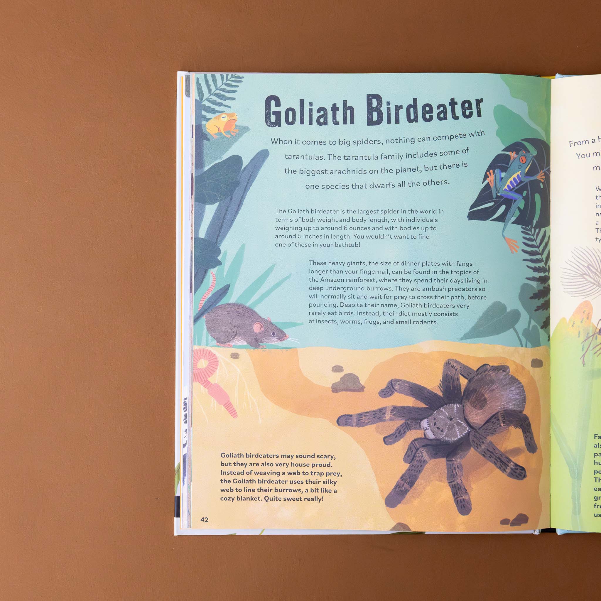 dont-squish-a-slug-book-illustration-and-text-on-goliath-birdeater