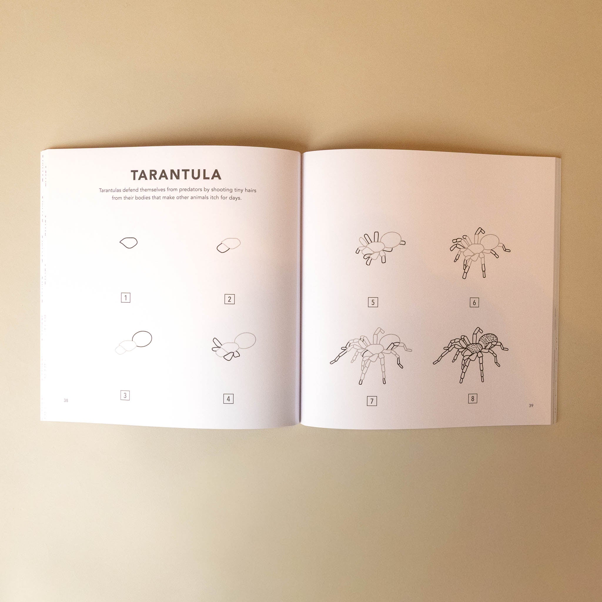Open how-to-draw-bugs-for-kids-book showing illustrations of tarantulas on a beige background