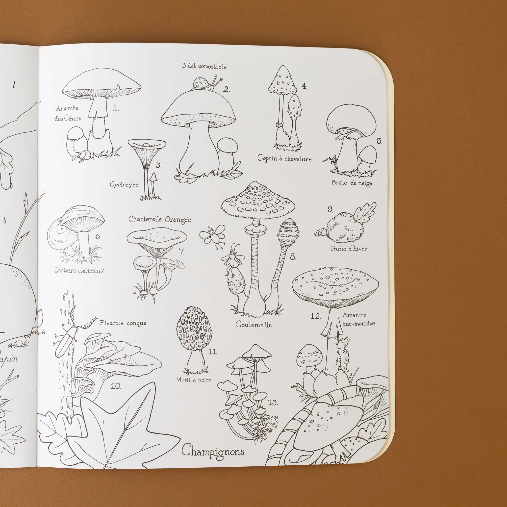 e-botaniste-coloring-and-sticker-book-with-mushrooms-leaves-and-bugs-on-black-and-white-drawing