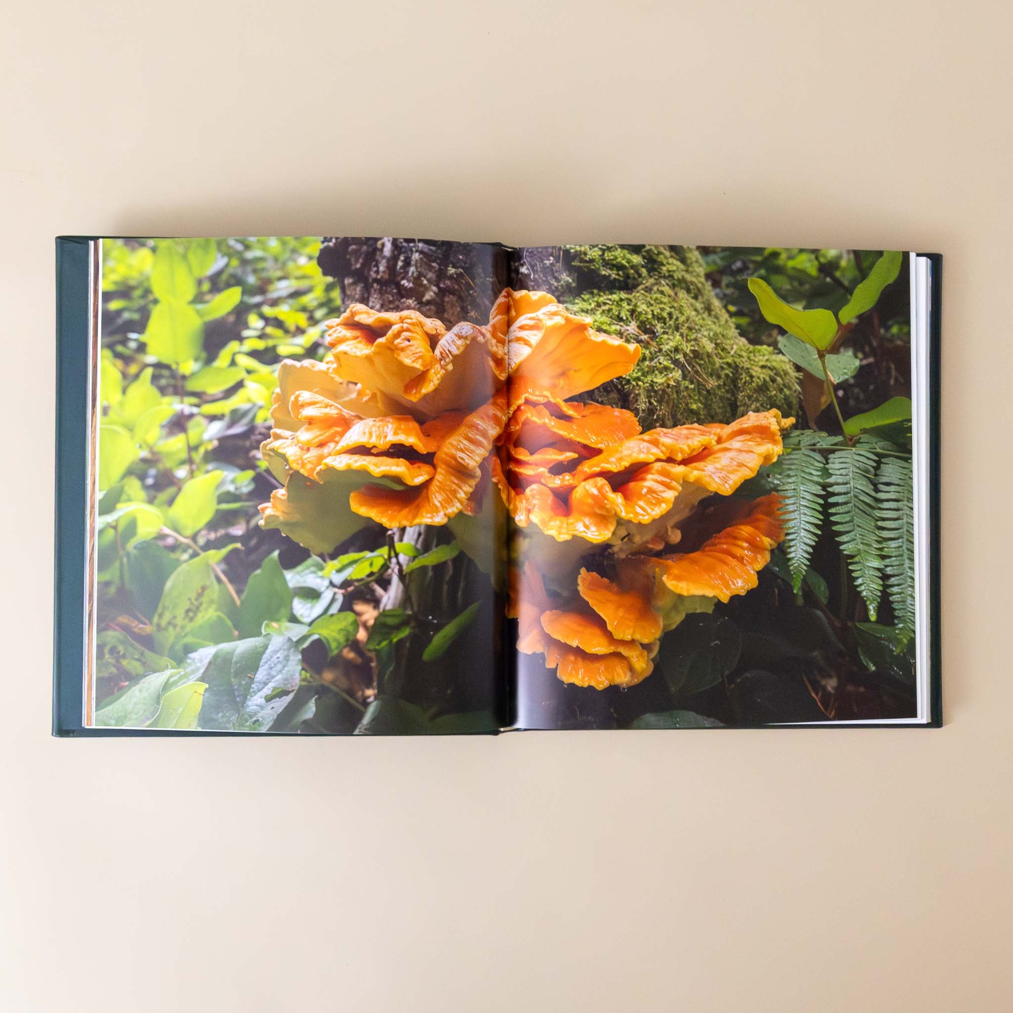 leather-bound-hidden-life-of-trees-book-showing-auburn-lichen