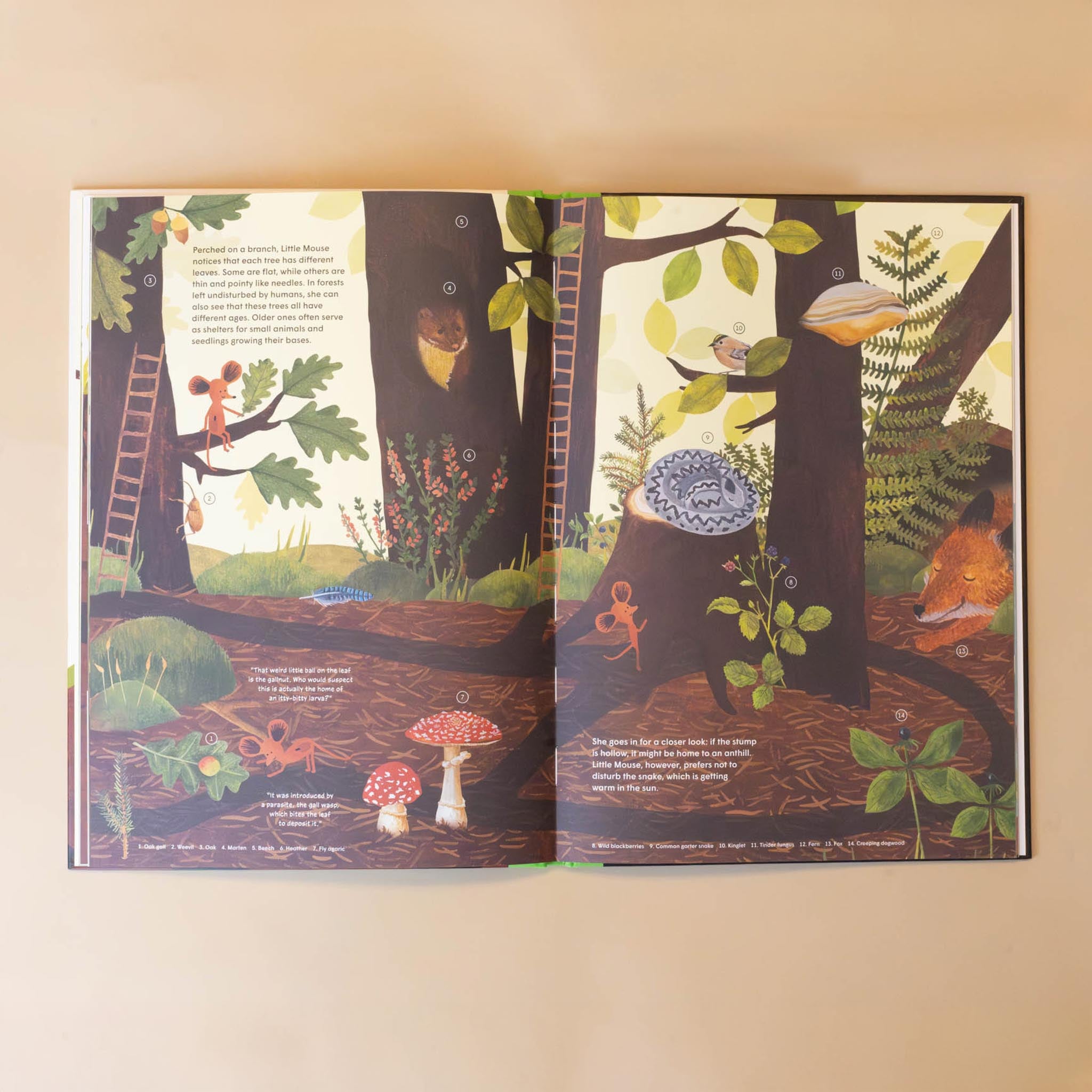 little-mouses-encyclopedia-book-open-page-with-forest-illustration