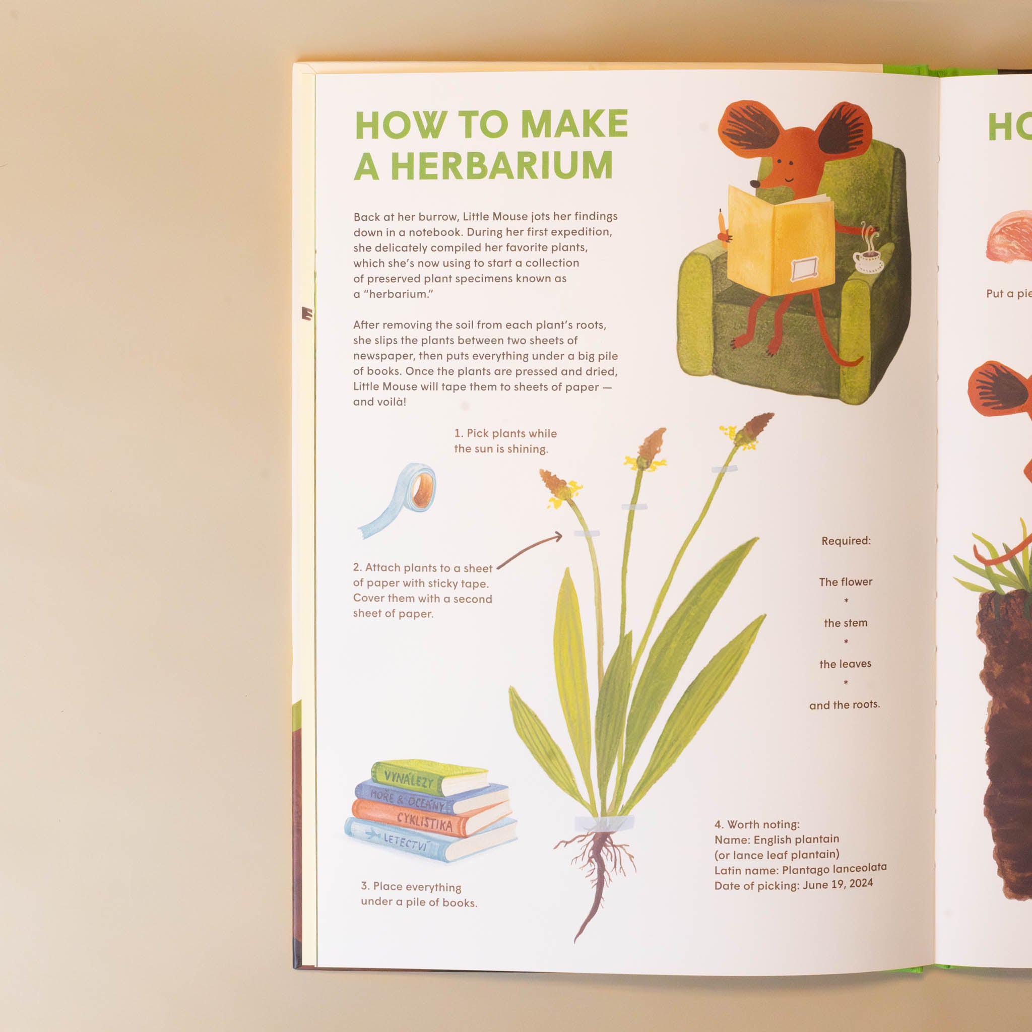 little-mouses-encyclopedia-book-open-page how to make a herbarium