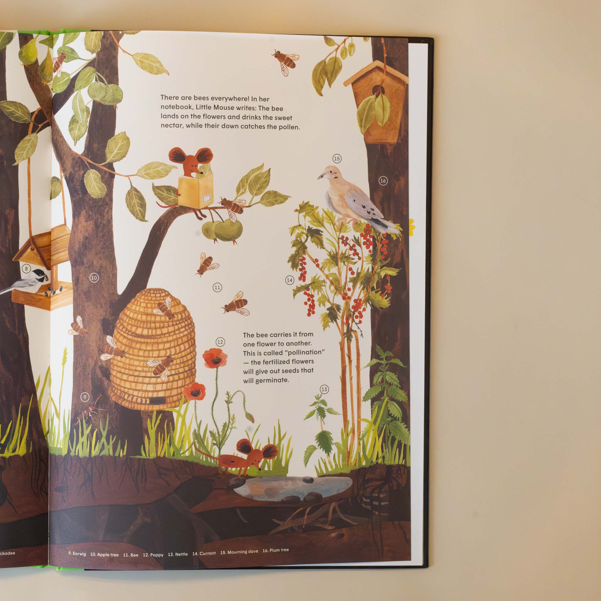 little-mouses-encyclopedia-book-open-page-with-forest-illustration