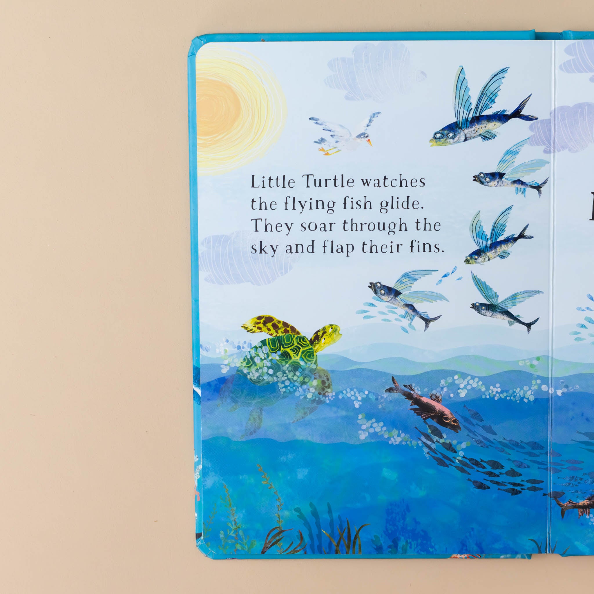 little-turtle-watches-the-flying-fish-glide-they-soar-through-the-sky-and-flap-their-wings