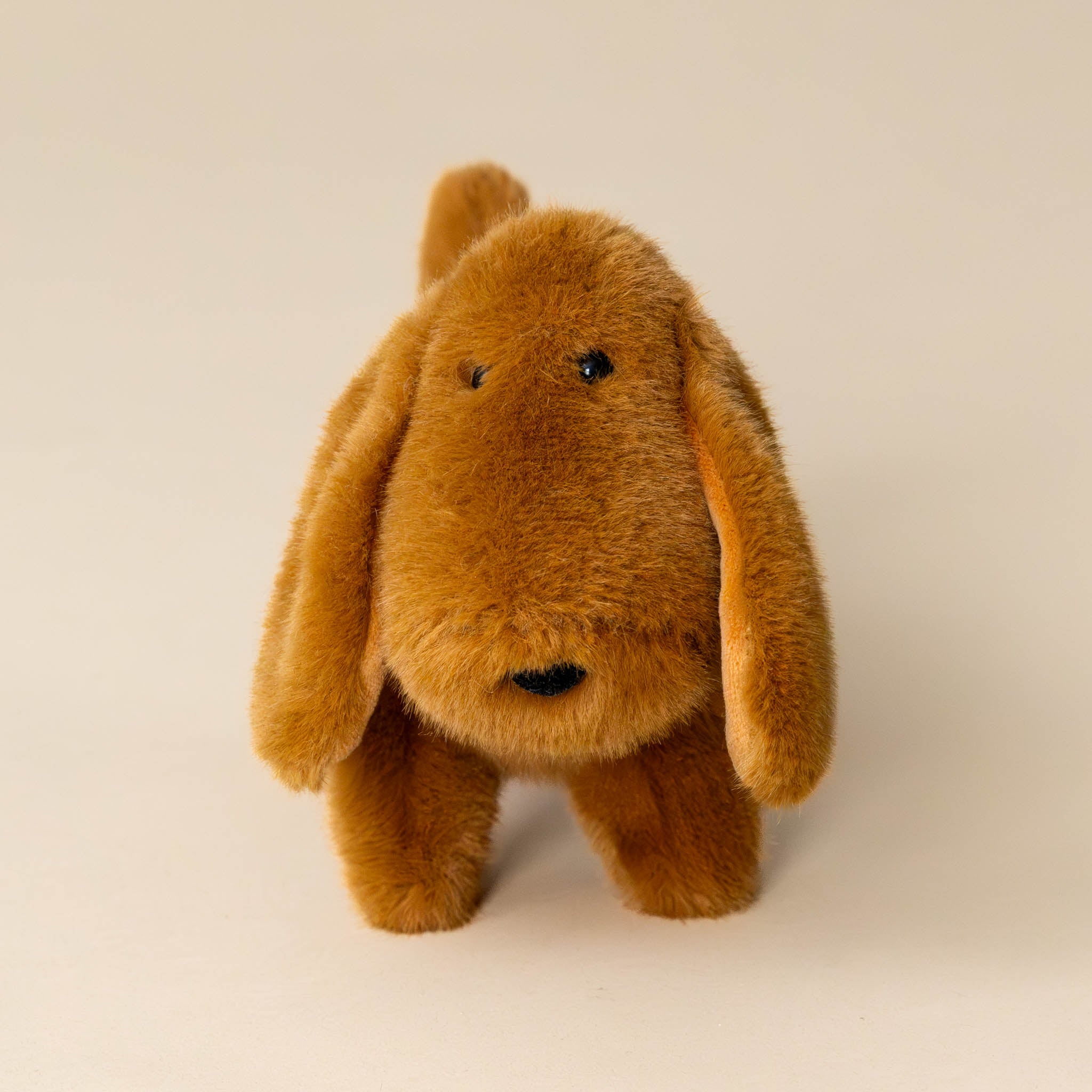 Muzzle Dale Dachshund Pup | Small