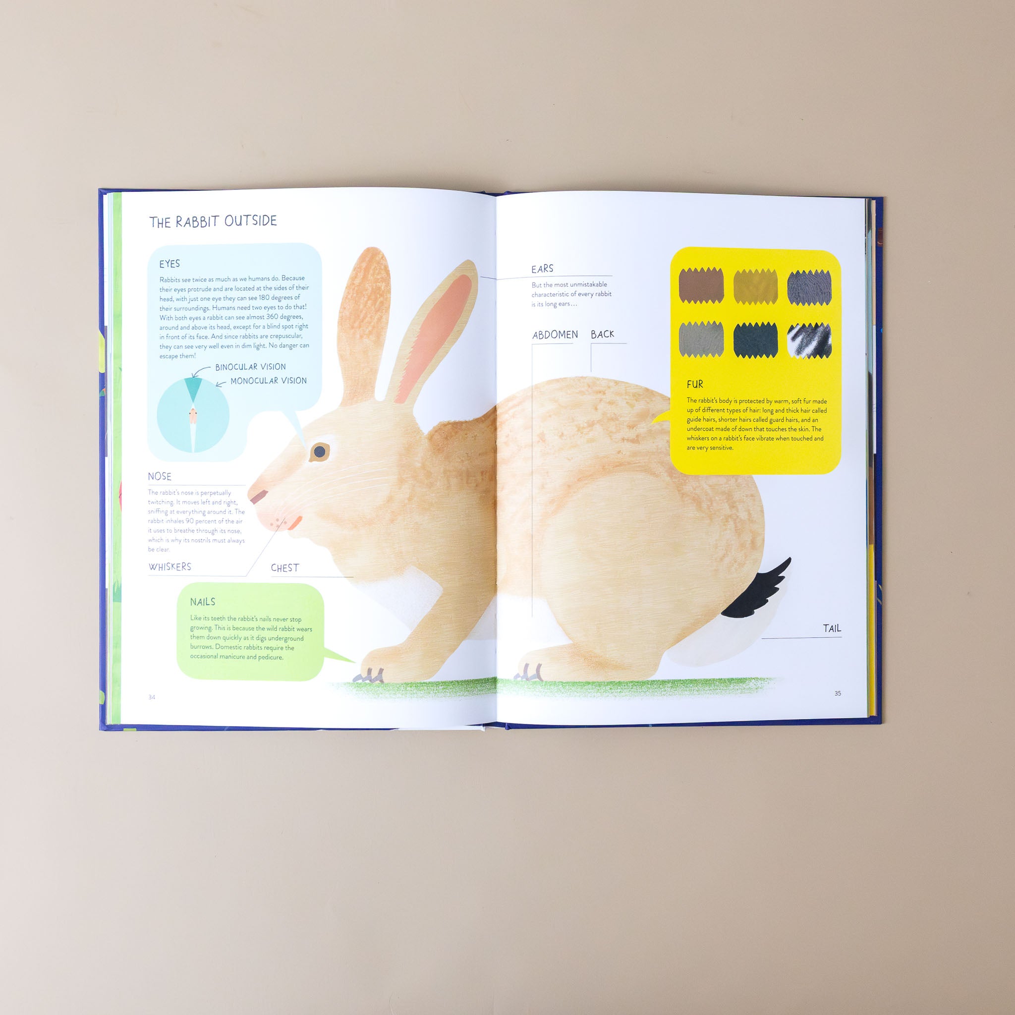 rabbitology-the-ultimate-encyclopedia-illustration-and-text-on-the-outside-makeup-of-a-rabbit