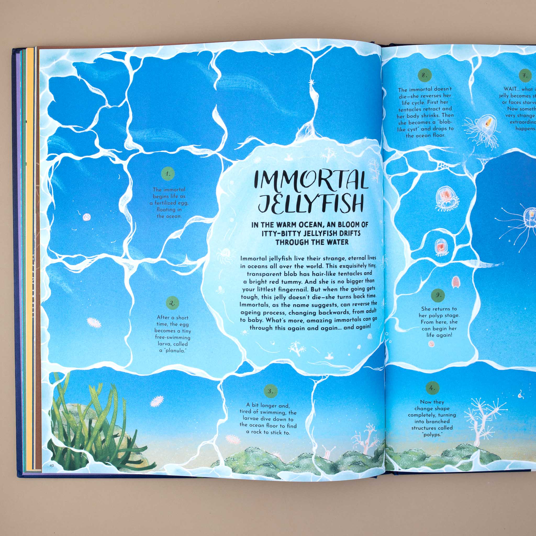 Immortal Jellyfish page from Round and Round Goes Mother Nature Book by Gabby Gabby Dawnay and Margaux Samson Abadie