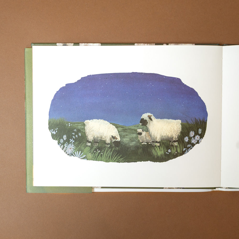 what-do-sheep-count-book-sheep in a field