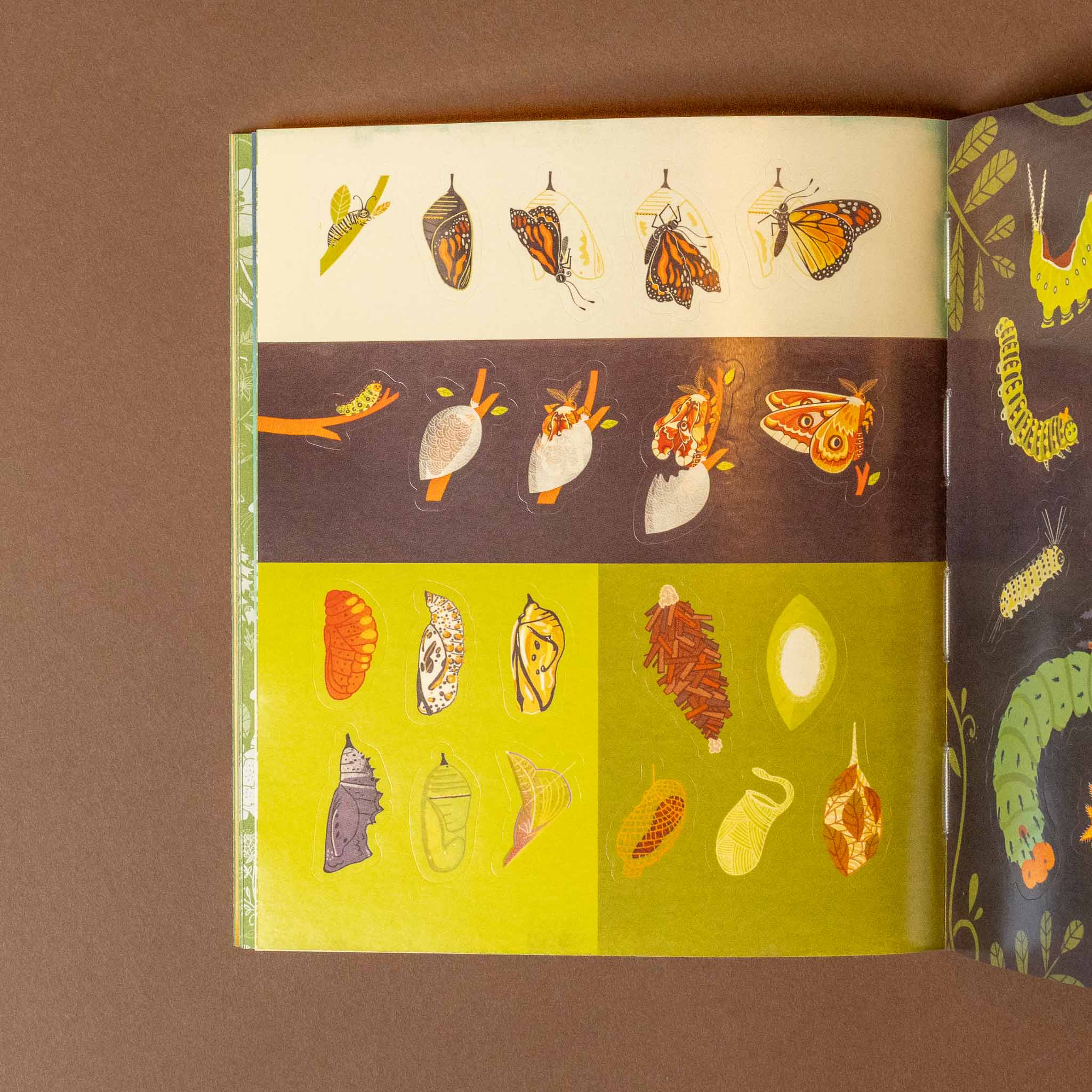 whats-inside-a-garden-stickerology-book Illustrated book open to pages showing life cycle of butterflies and moths.