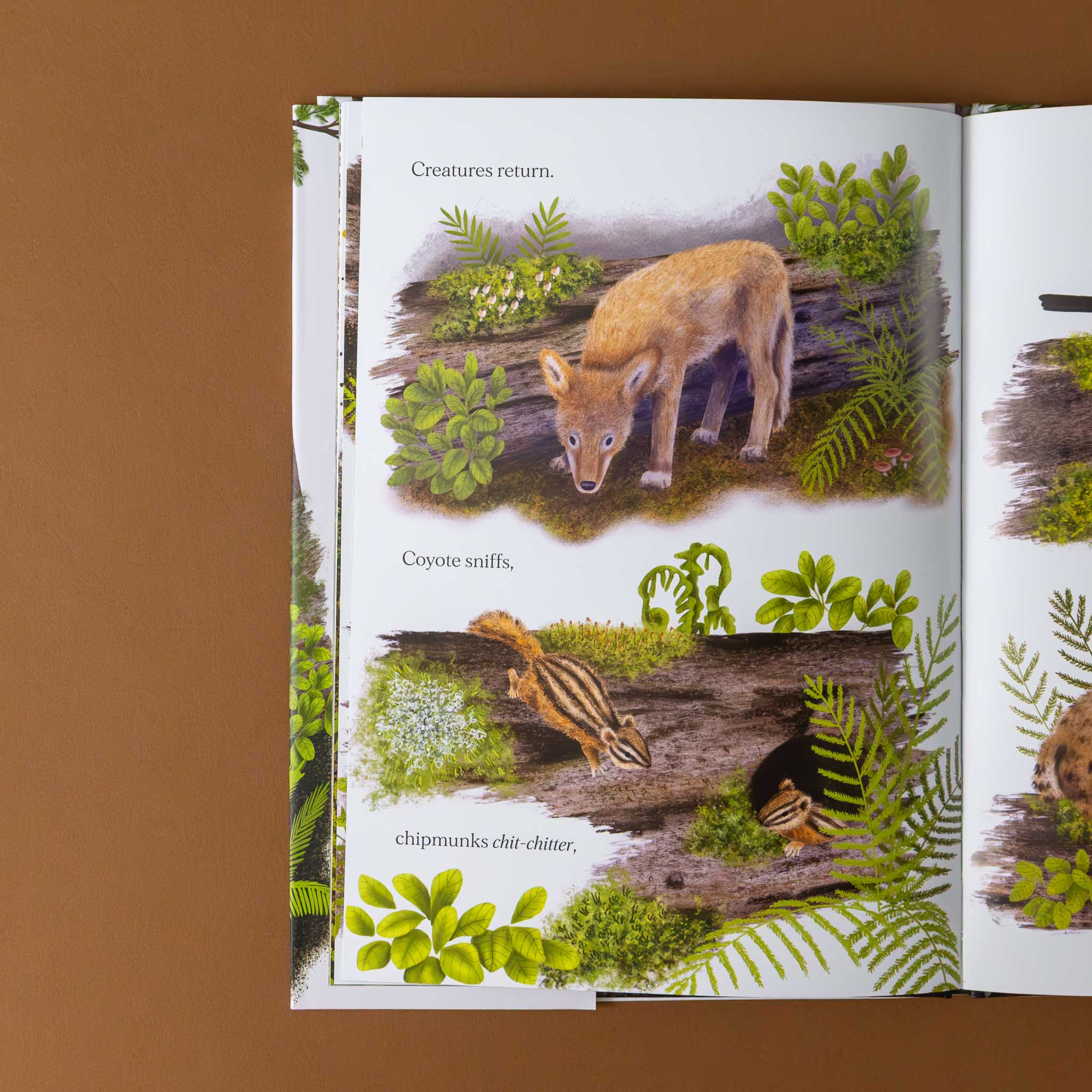 when-a-tree-falls-illustration-pages-of-fallen-tree-in-forest-with-chipmunks-and-coyote-investigating