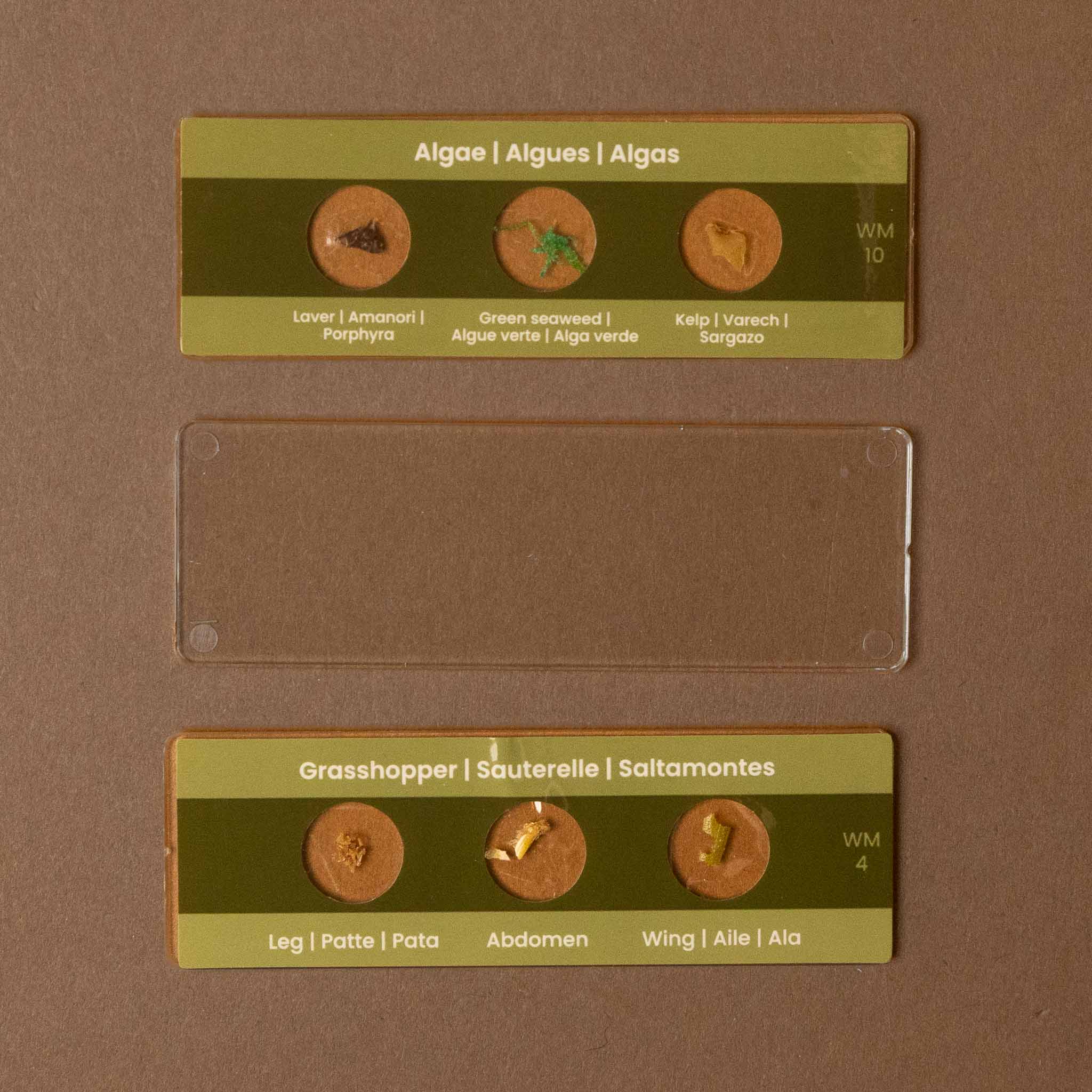 wooden-microscope-play-set Three small specimen cards labeled for algae and grasshopper parts, shown on a brown background with one clear cover slide in the center. The cards have olive green and tan sections with labeled circular samples and handwritten numbers.