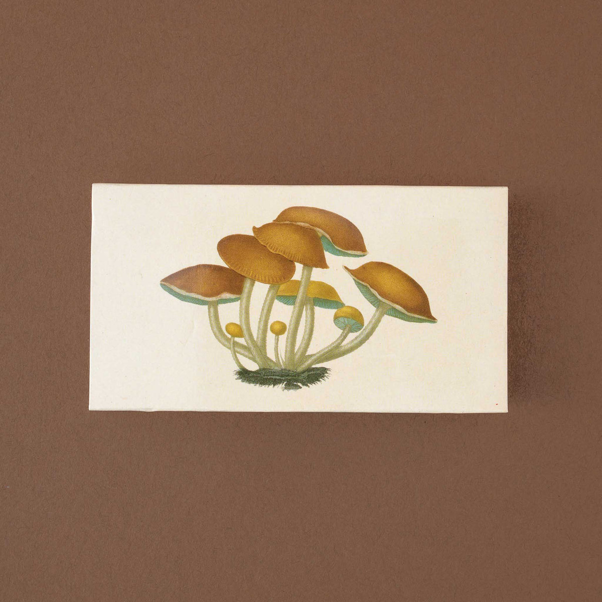 backside-of-matches-box-with-beige-mushrooms