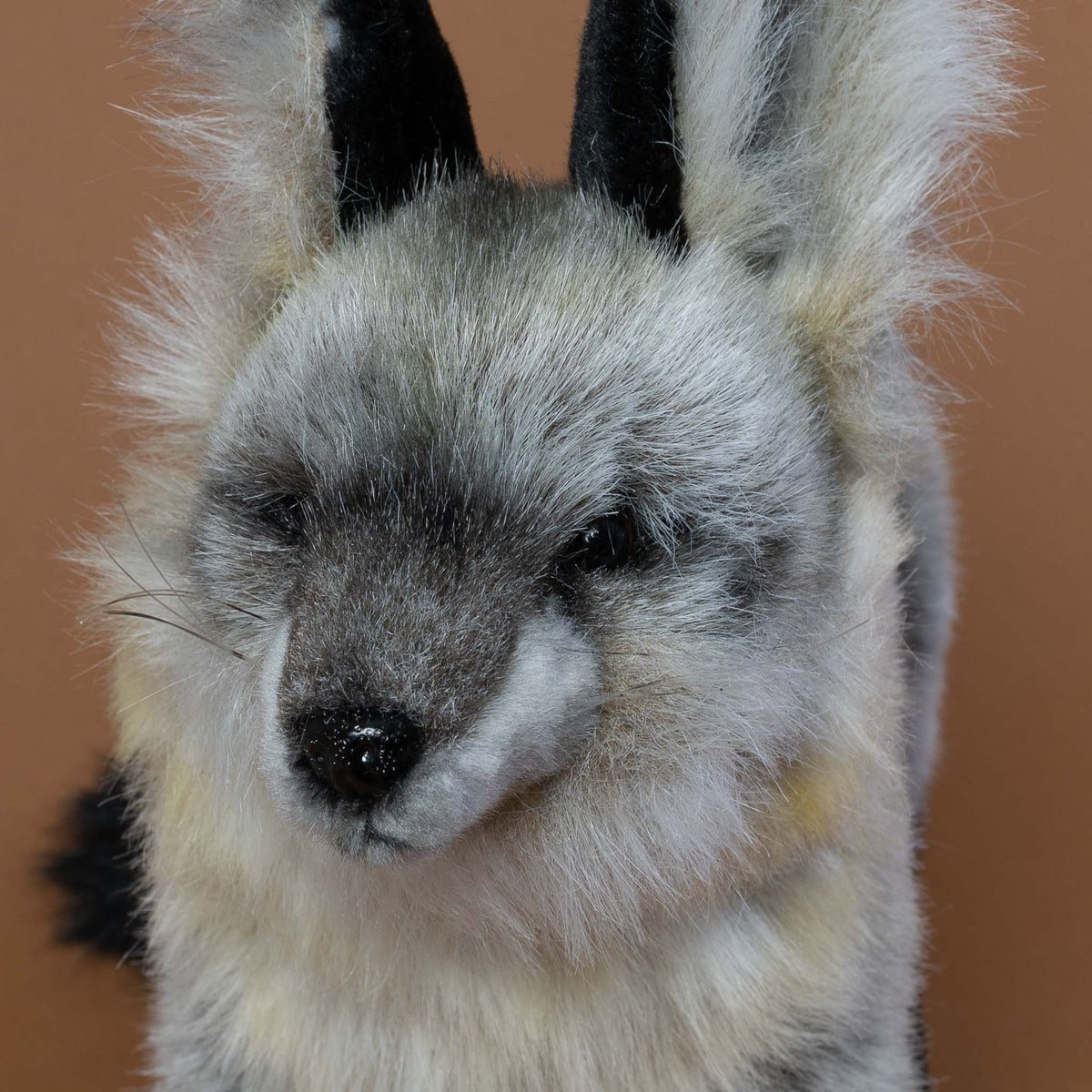 fox-face-close-up