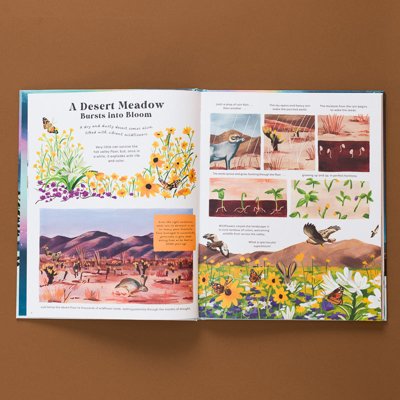 Phenomenon___Marvels_of_Nature open page illustration and text a desert meadow