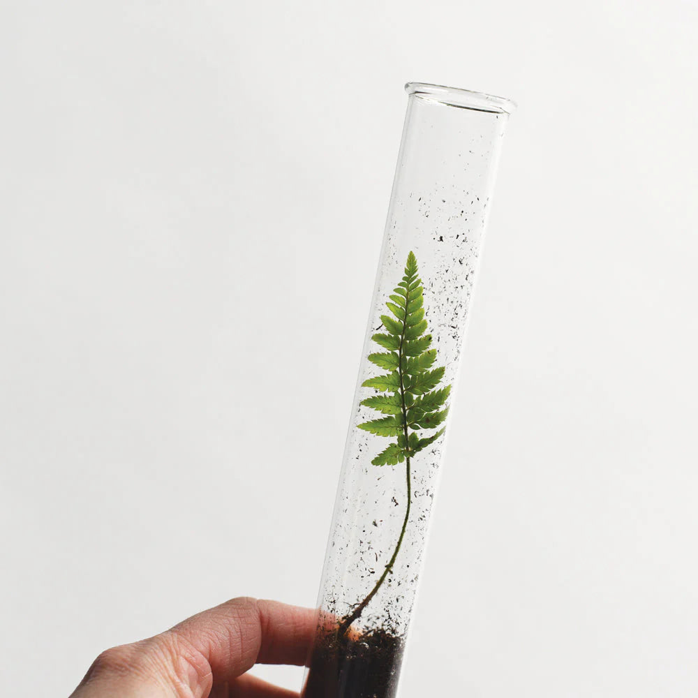 Clear glass vase with a fern inside, held by a hand against a white background