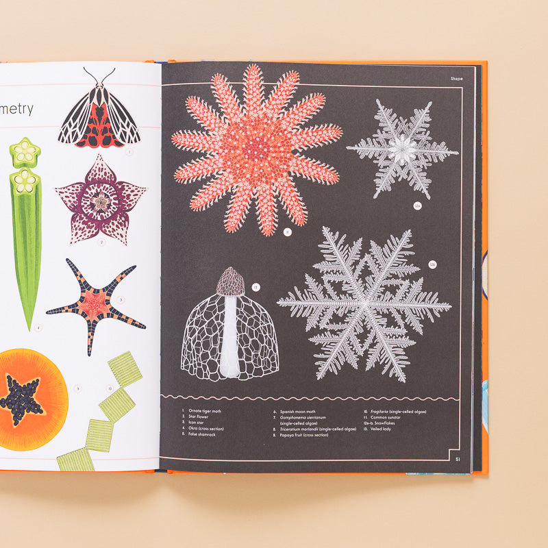 The_Wonder_of_Nature_-_Discovering_the_Science_Behind_its_Beauty_ open page illustration of snowflakes, mushrooms and starfish