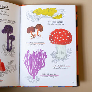 yellow-witches-butter-mushroom-orange-pore-fungus-fly-agarig-voilet-coral-mushroom-illustrations