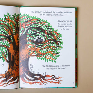 illustration-and-text-describing-the-crown-branches-and-trunk-of-tree