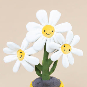 three-white-and-yellow-daisy-faces-with-smiles