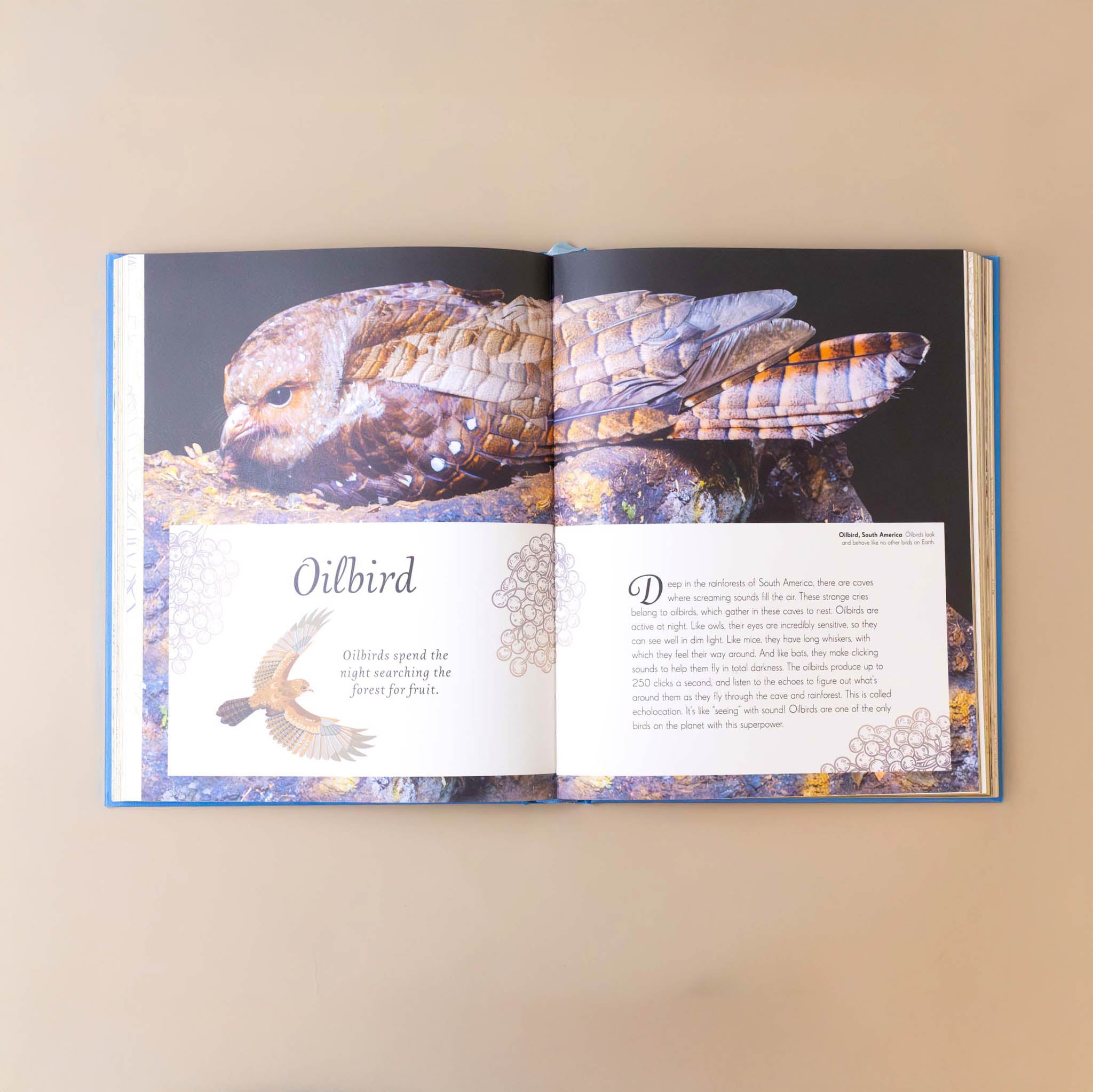 pictures-and-text-of-oilbird