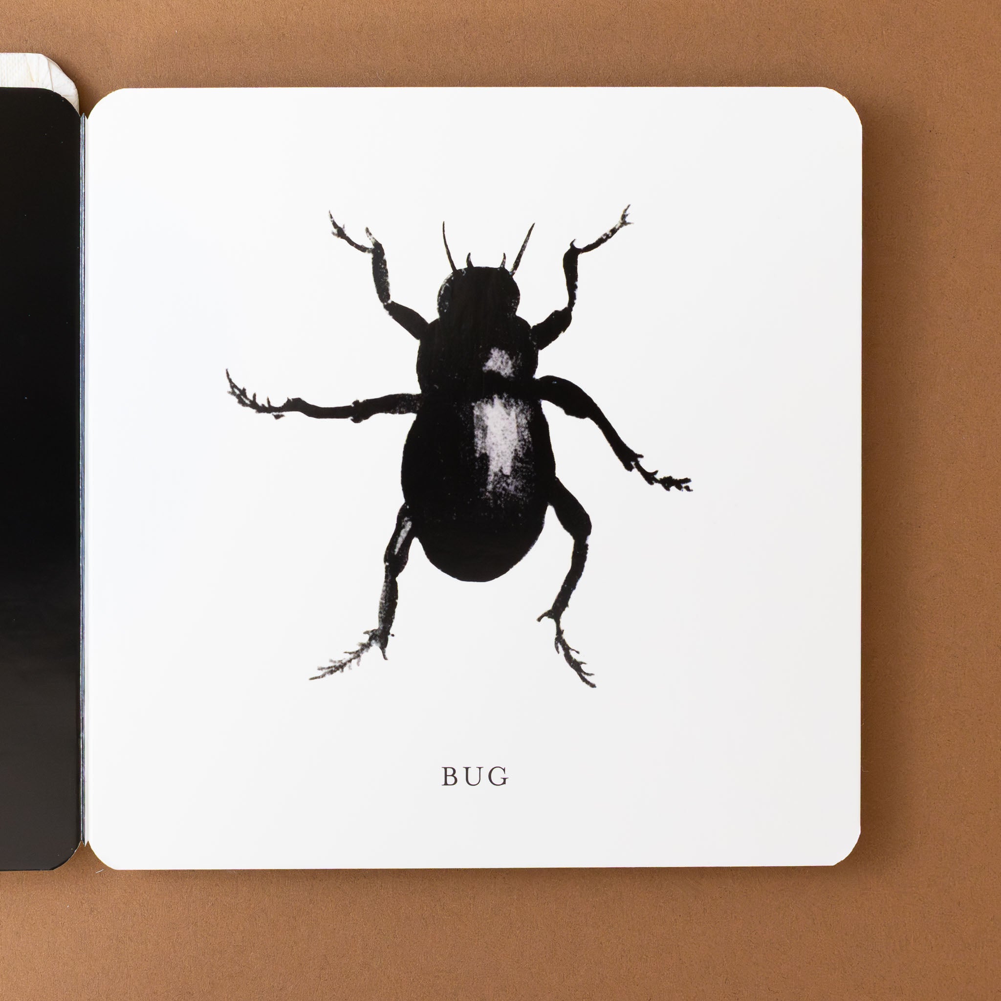 babys-black-and-white-contrast-board-book-black-bug