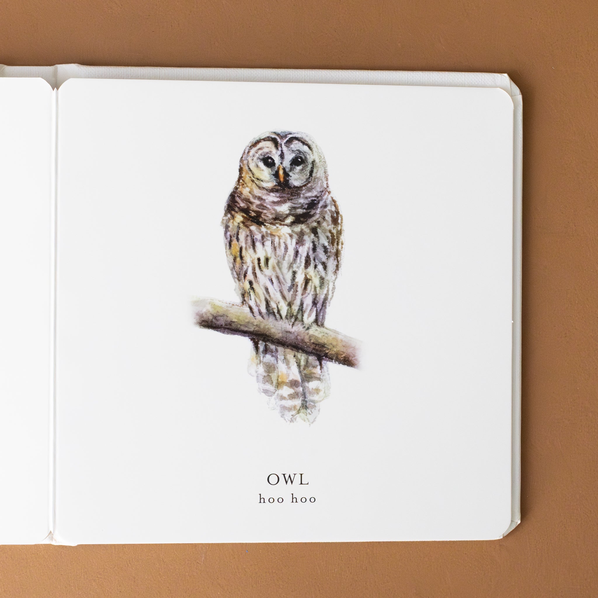 owl-image