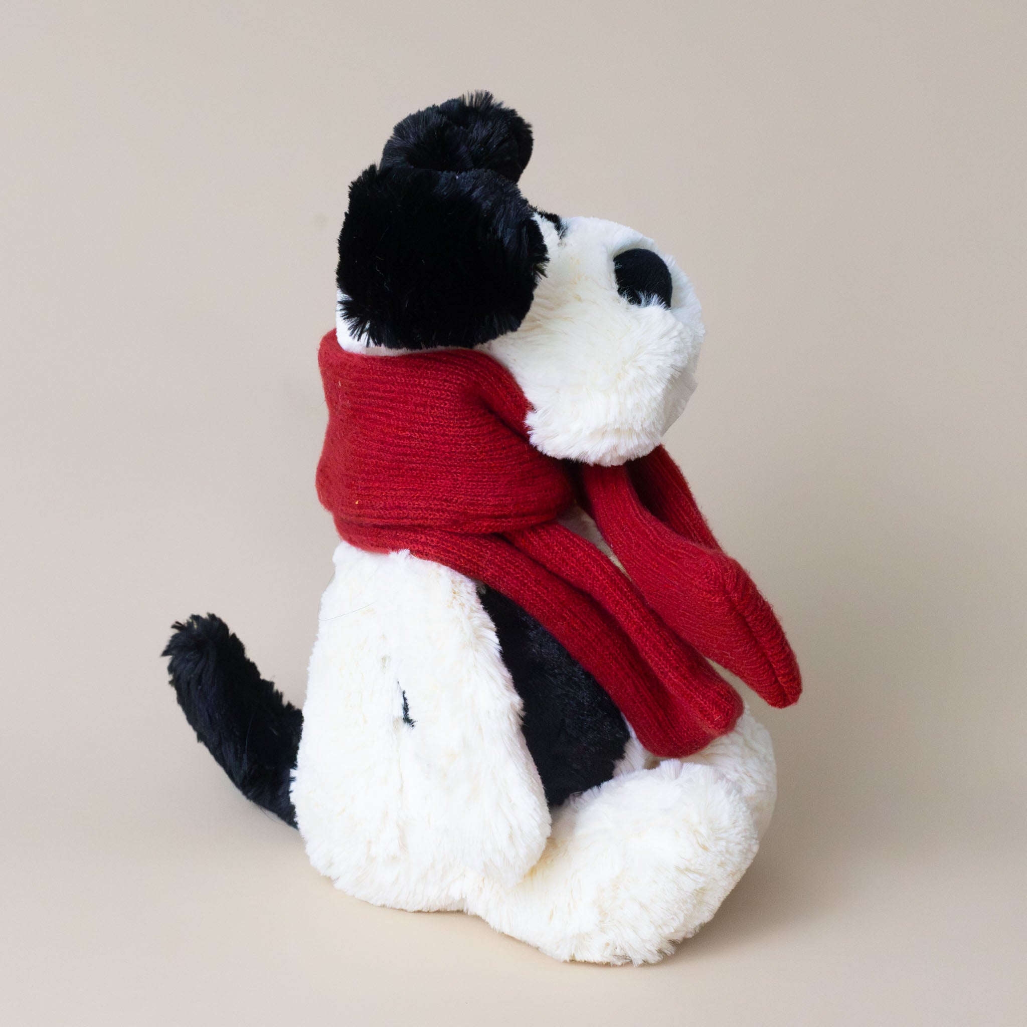 bashful-black-and-white-winter-puppy-medium-with-red-scarf