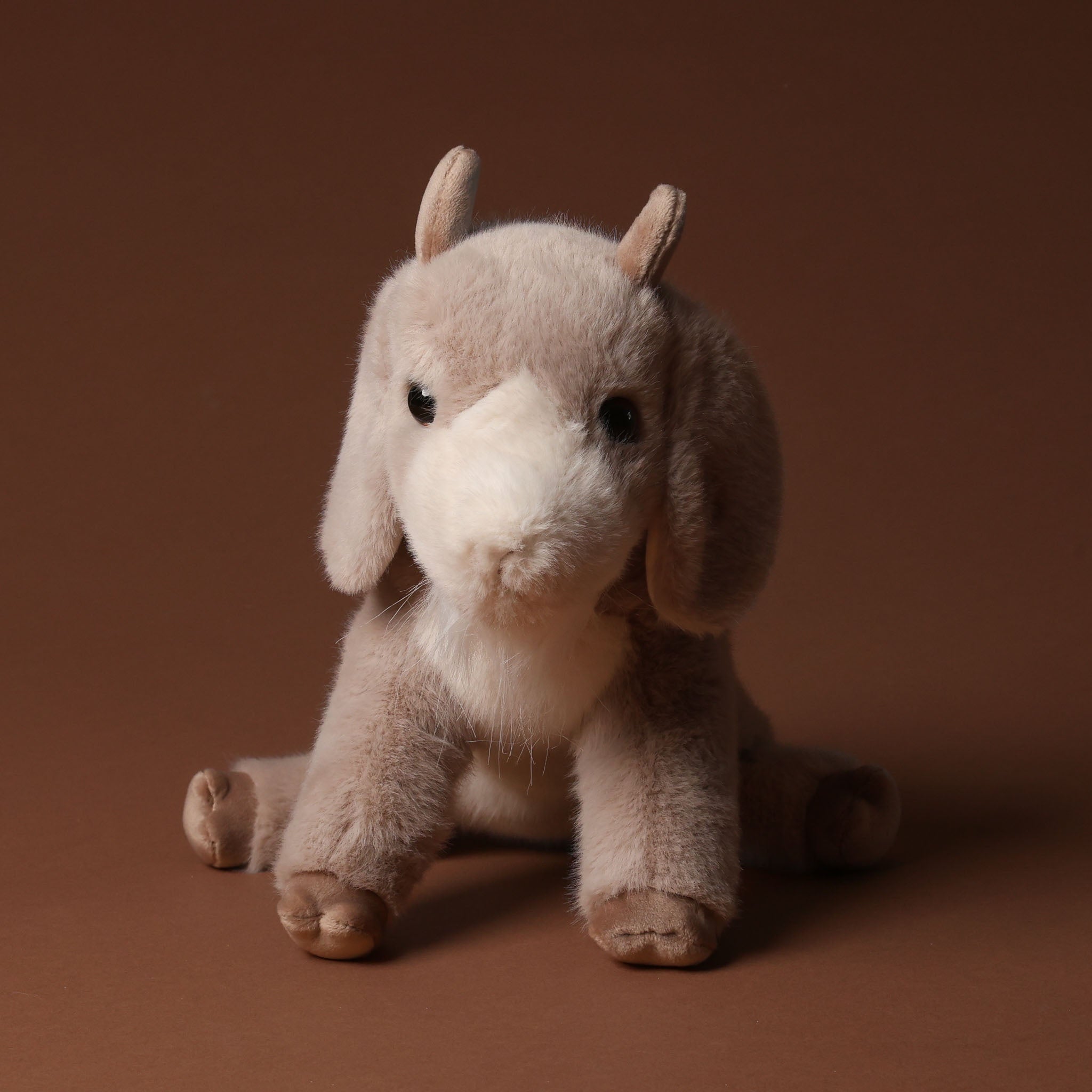 Beardie the Billy Goat