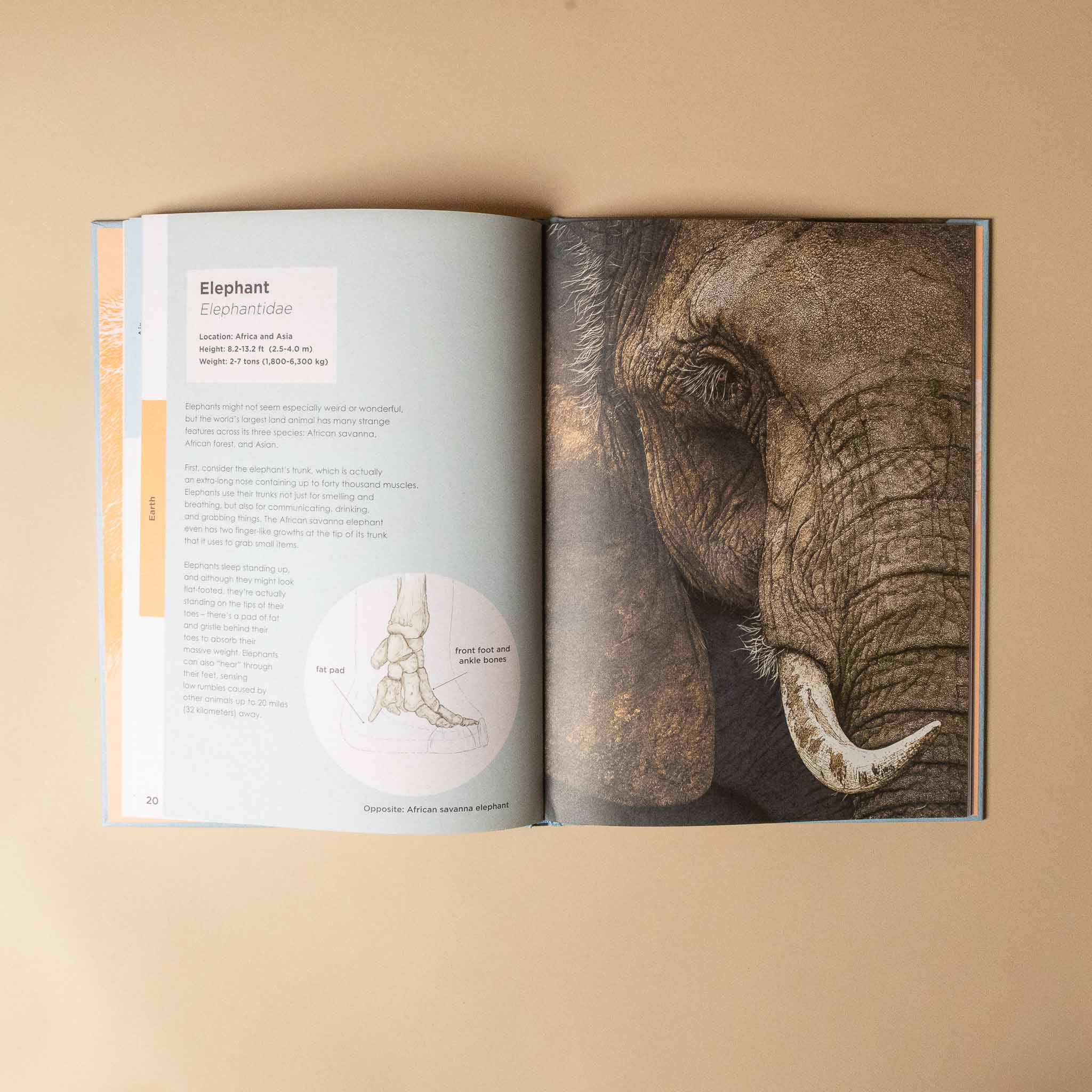 Openben-rotherys-weird-and-wonderful-animals showing an elephant on a beige background