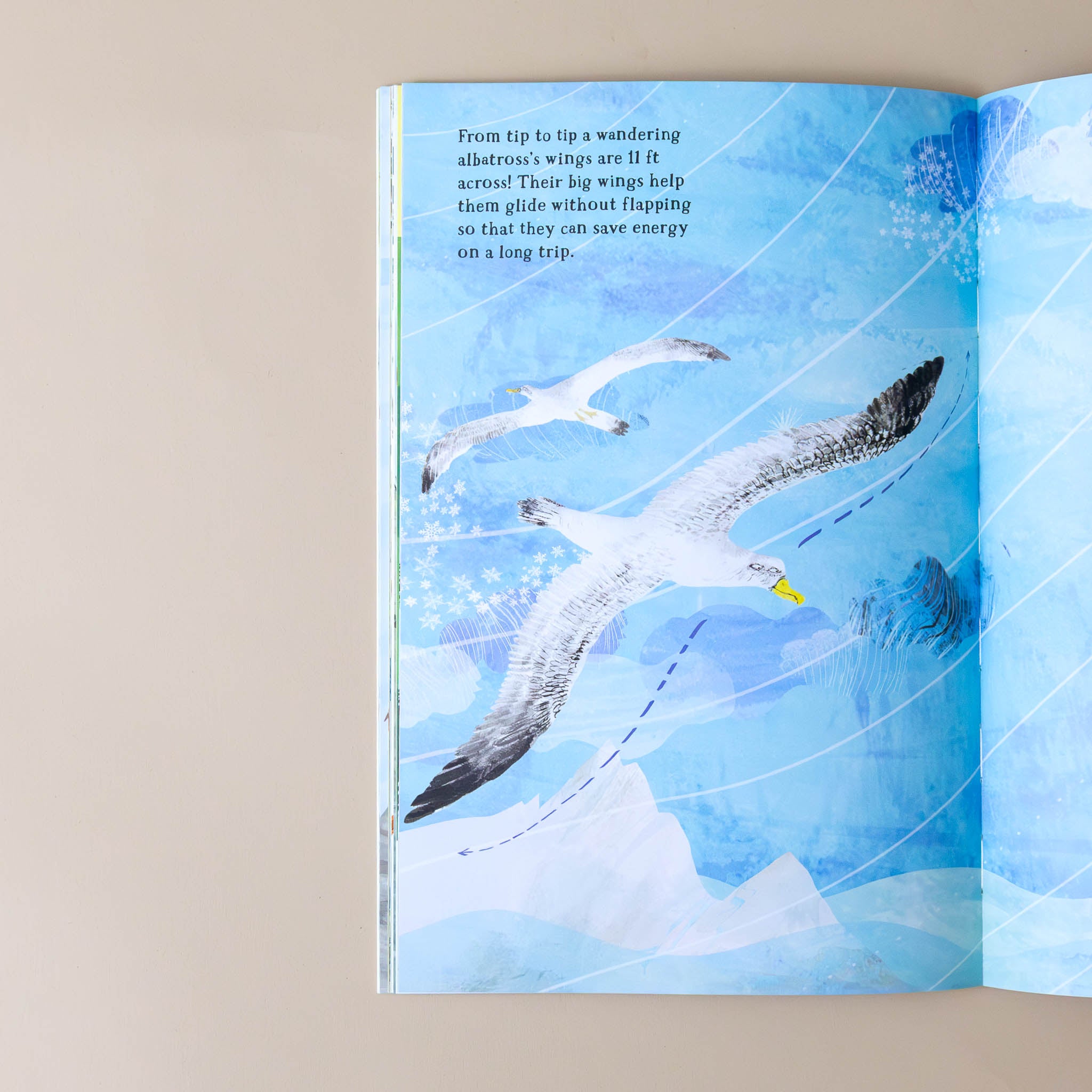 big-sticker-book-of-birds-cover-with-segull-flying-and-facts