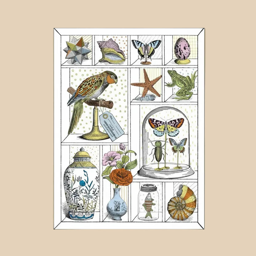 Illustrated cabinet of curiosities with various natural specimens including a parrot, flowers, and shells.