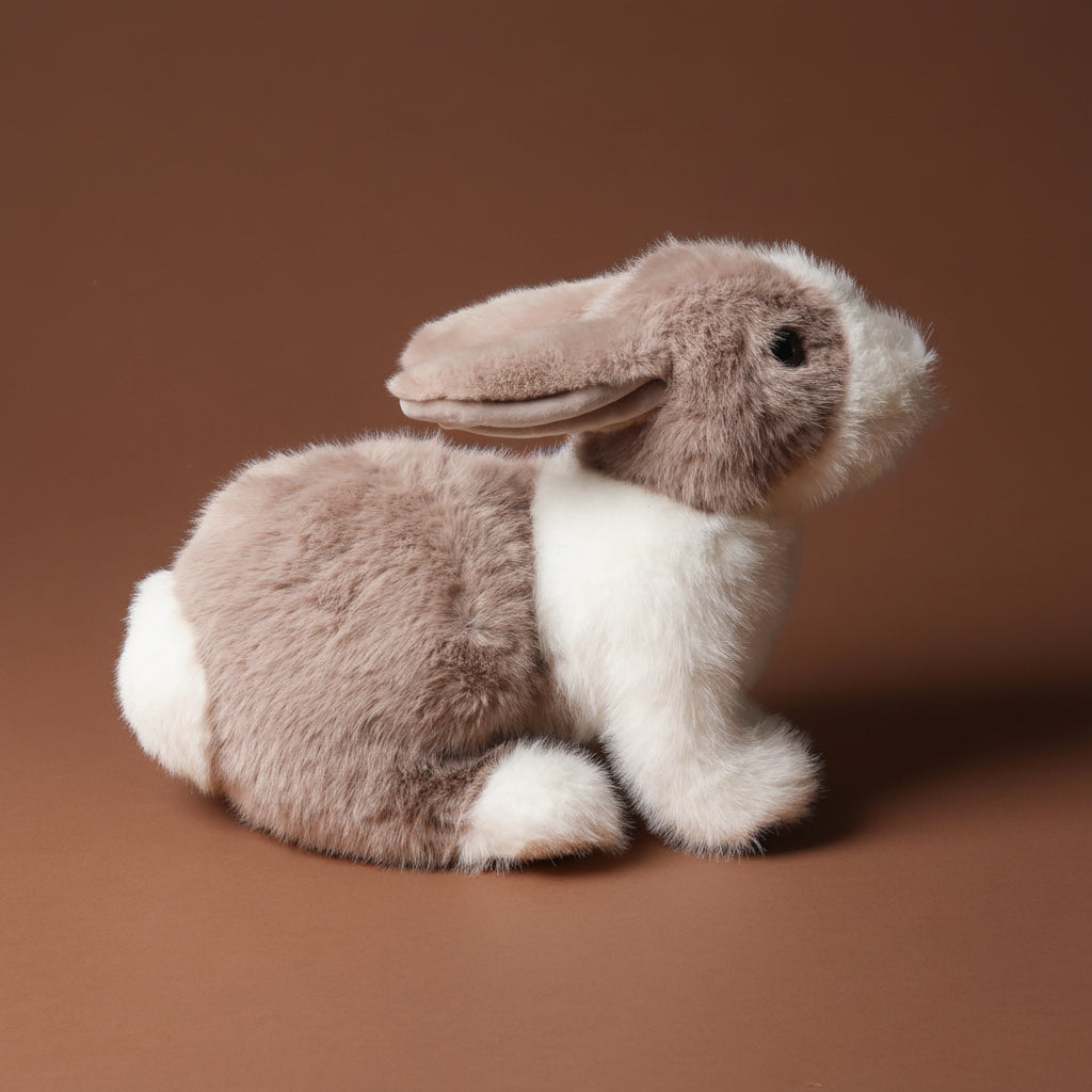 daffodil-the-dutch-rabbit