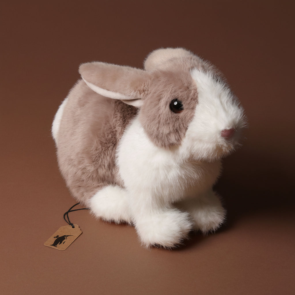 Daffodil the Dutch Rabbit