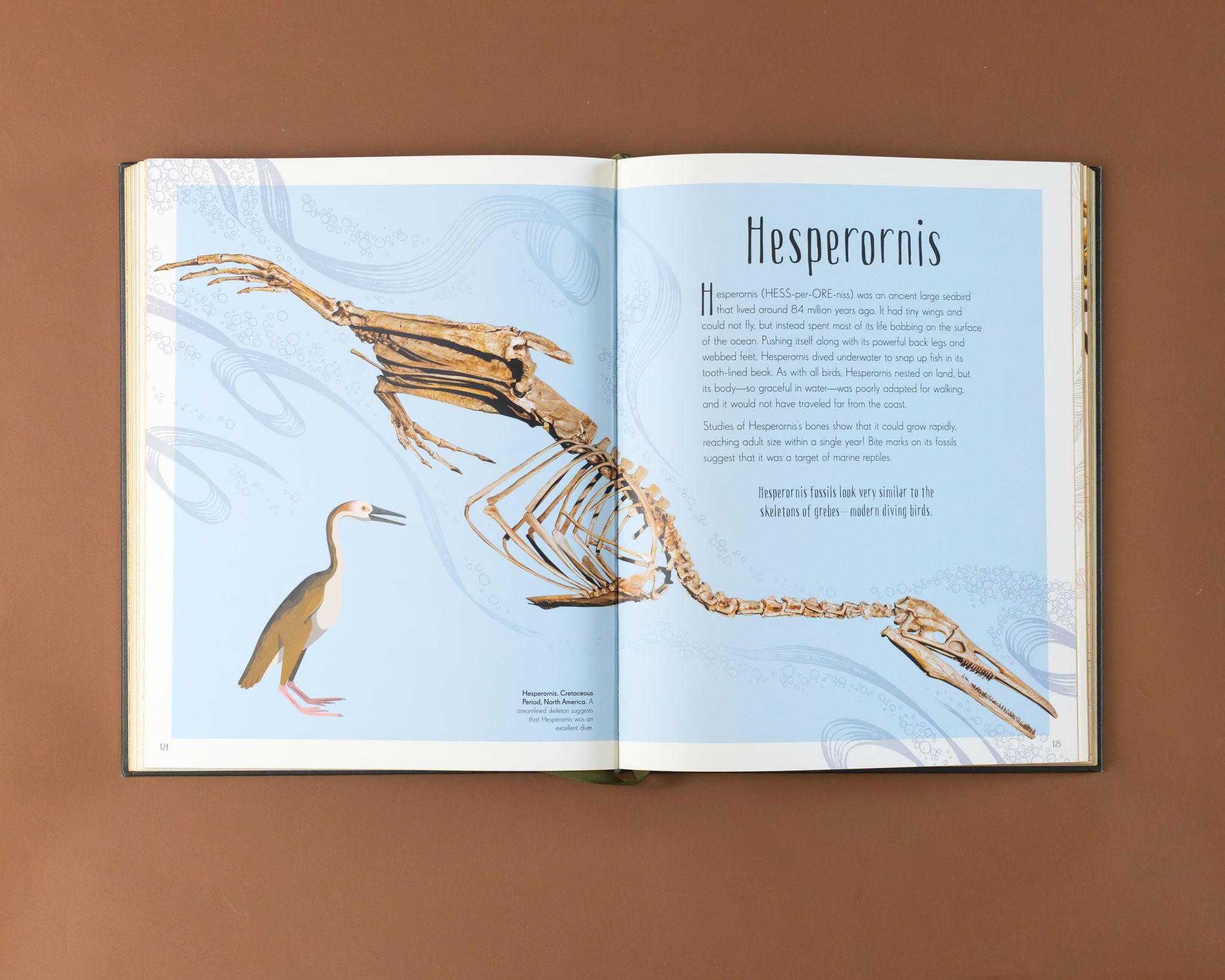 text-and-image-of-hesperornis