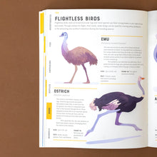 Load image into Gallery viewer, flightless-birds-emul-and-ostrich-illustration-and-text