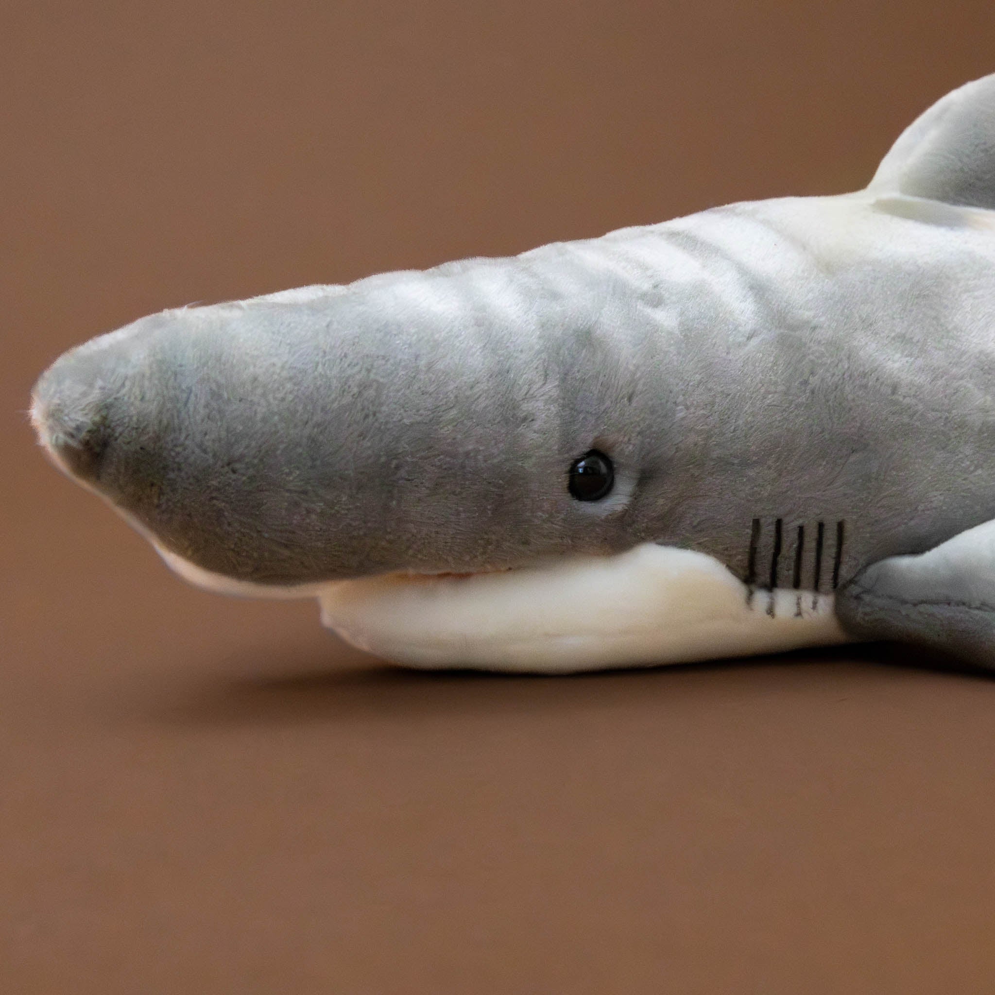 up-close-of-great-white-shark-face-showing-eyes-mouth-and-gills