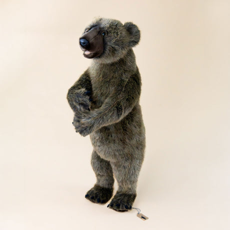 grizzly-bear-standing-small-with-wrapped-arms-and-bark-colored-fur