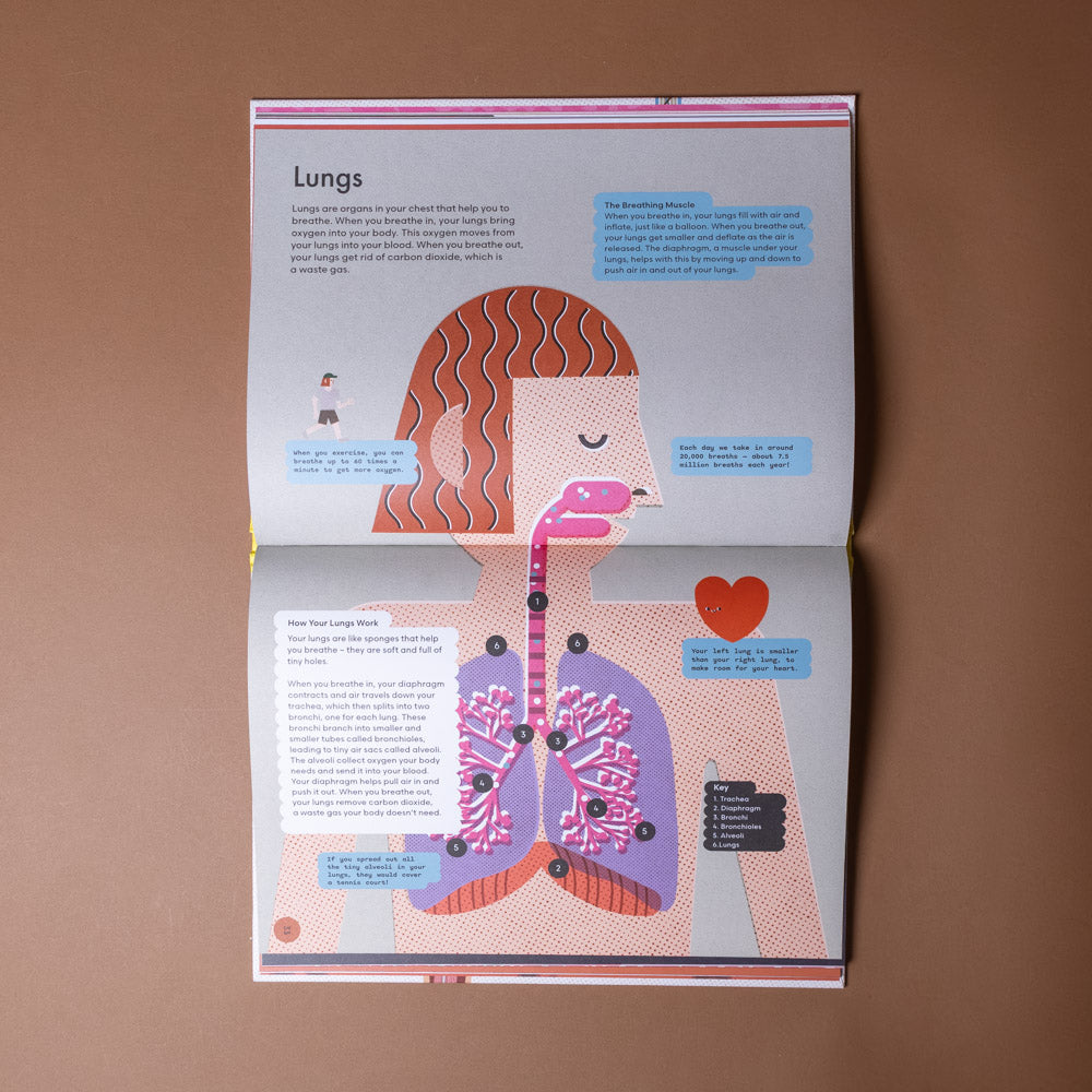 head-to-toe-an-introduction-to-the-human-body Educational book open to a page about lungs on a brown background