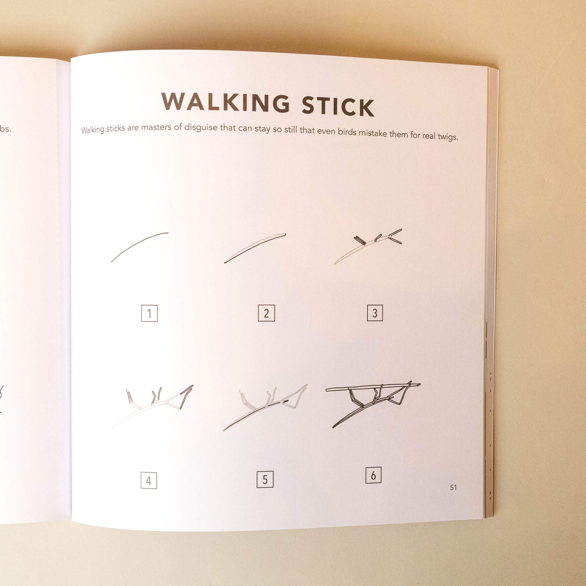 Open how-to-draw-bugs-for-kids-book showing illustrations of walking sticks with text on a beige background