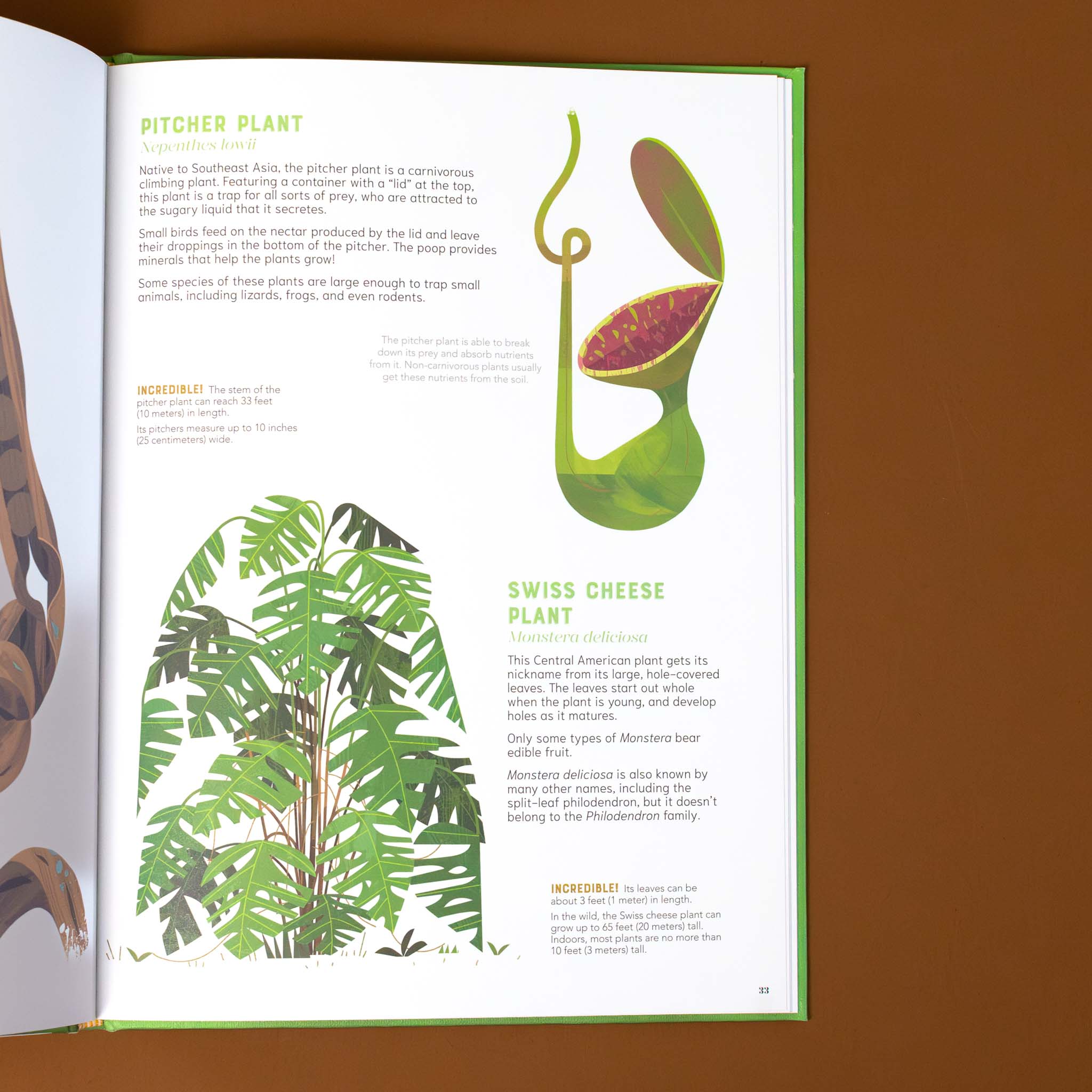 secitons-titled-pitcher-plant-and-swiss-cheese-plant-with-illustrations