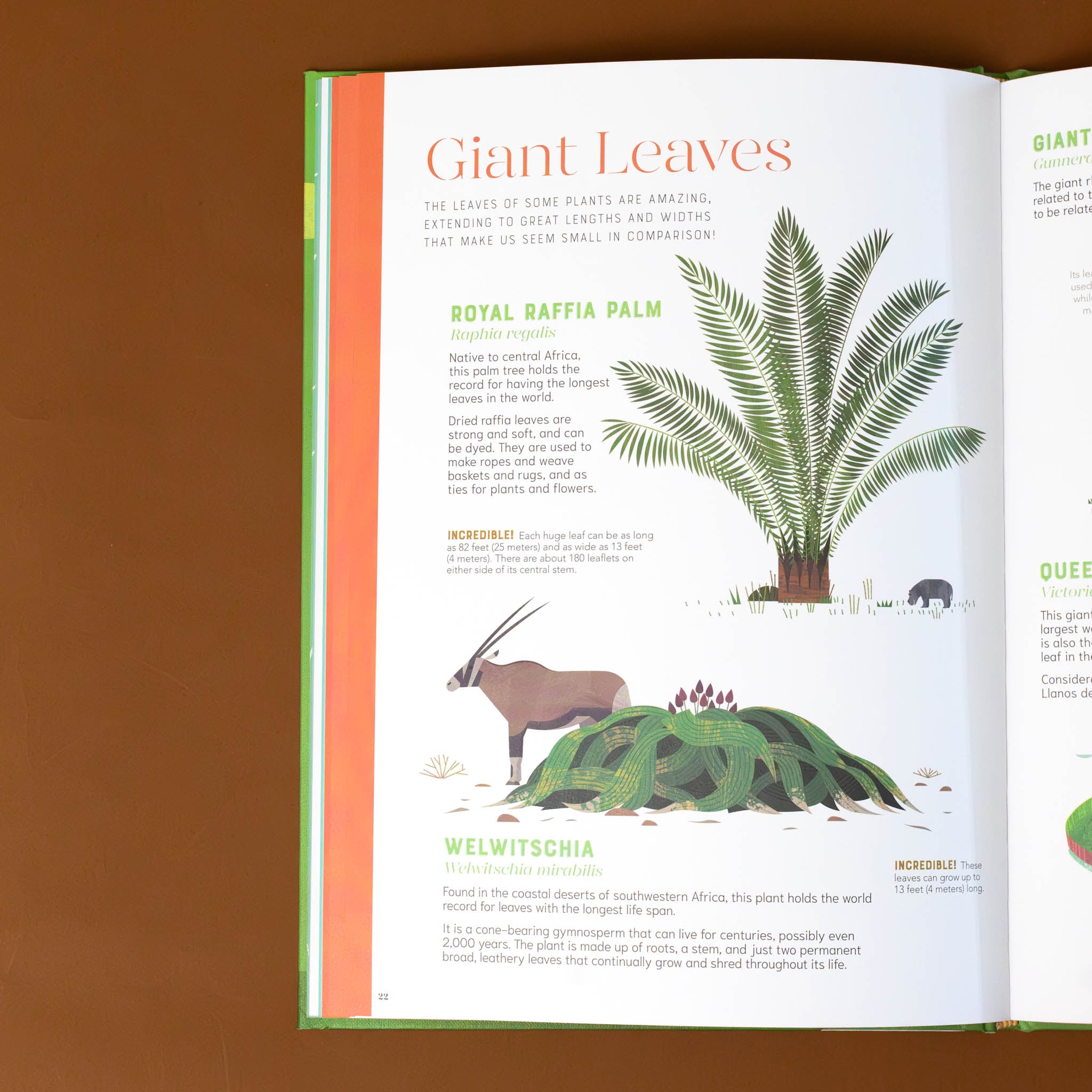 section-titled-giant-leaves-royal-raffia-palm-and-welwitschia-with-illustrations