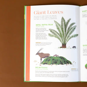section-titled-giant-leaves-royal-raffia-palm-and-welwitschia-with-illustrations