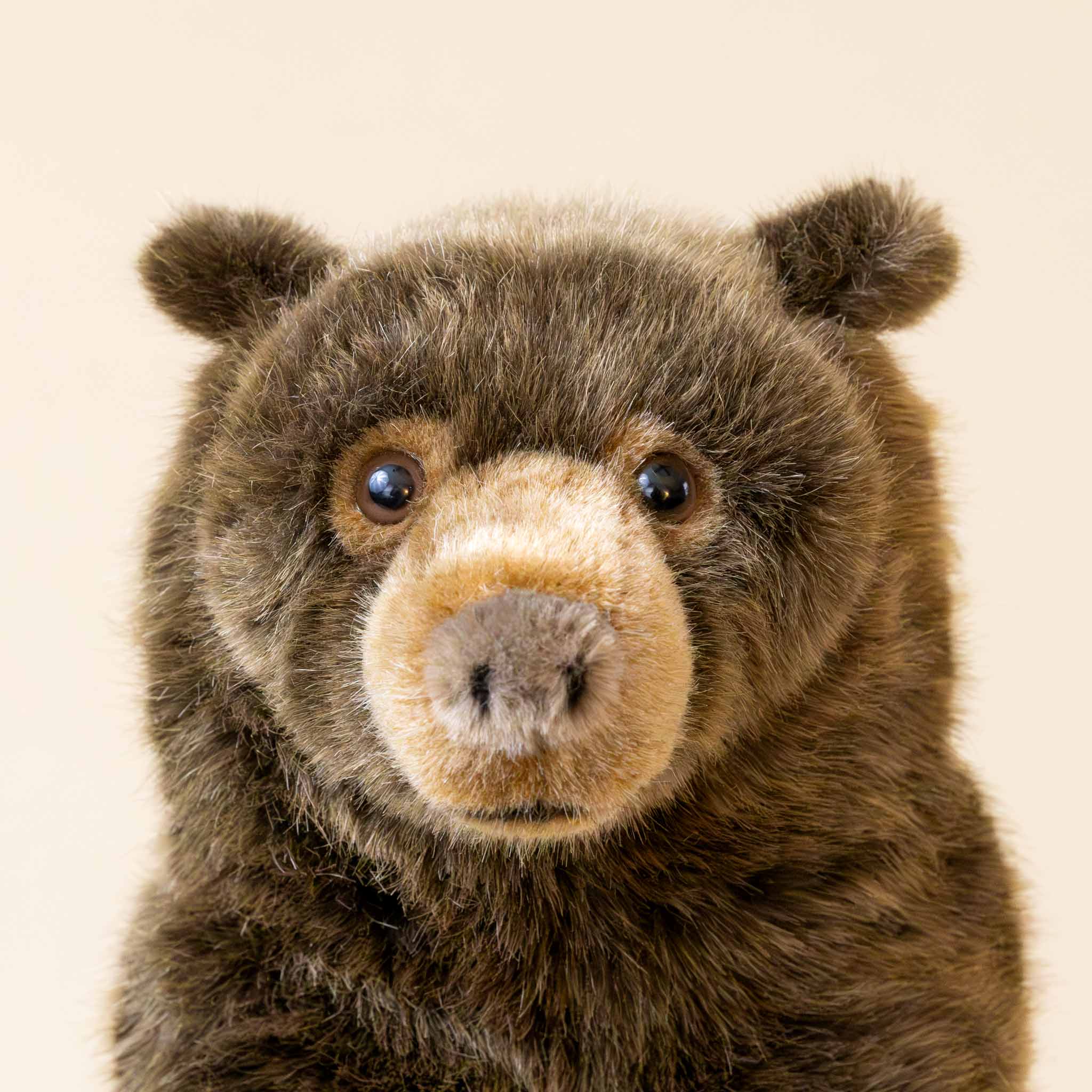 limited-edition-grizzly-bear-max-sitting-face-and-snout