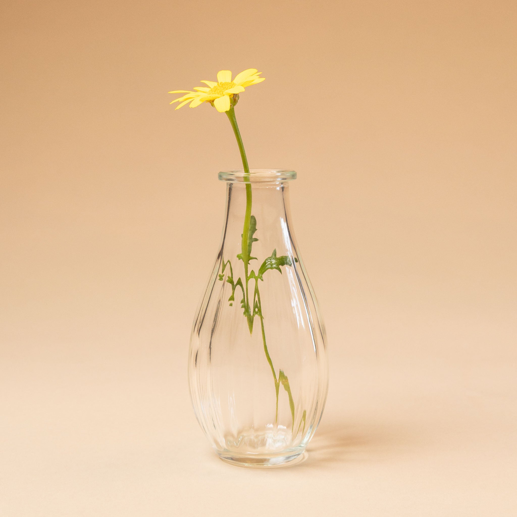 Clear glass vase with a single yellow flower on a beige background