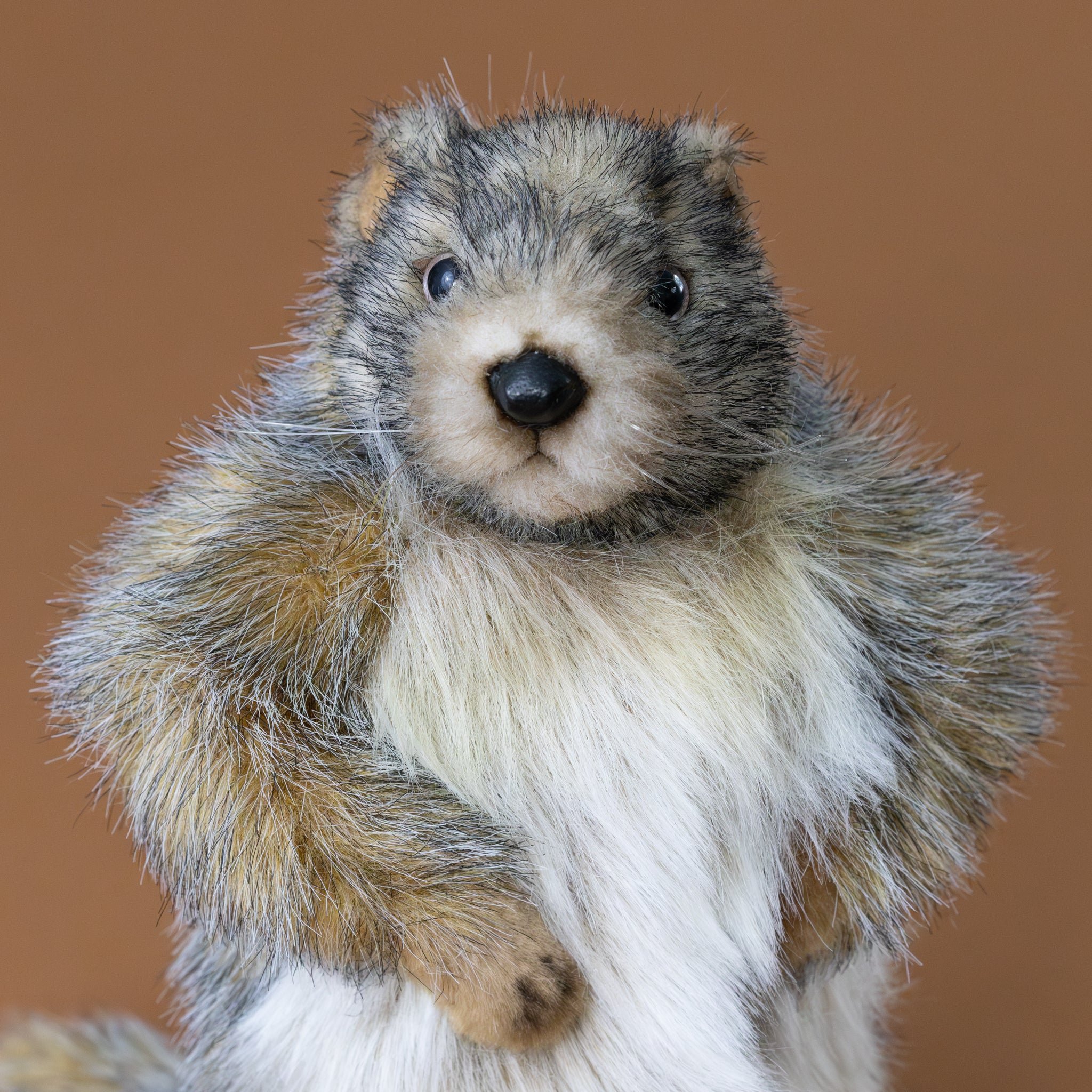 Marmot  | Standing - Large