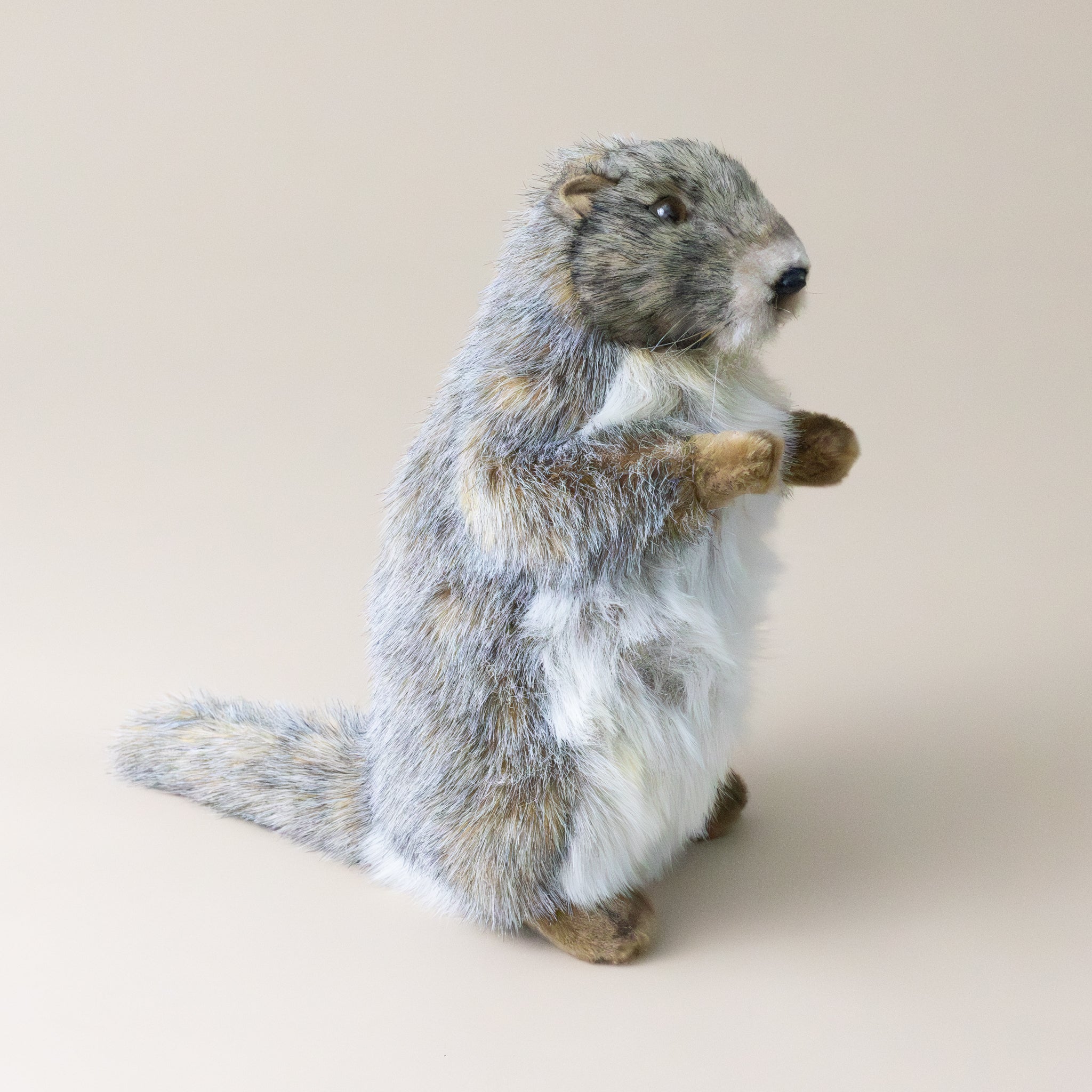 marmot-standing-small-stuffed-animal-side-with-tail