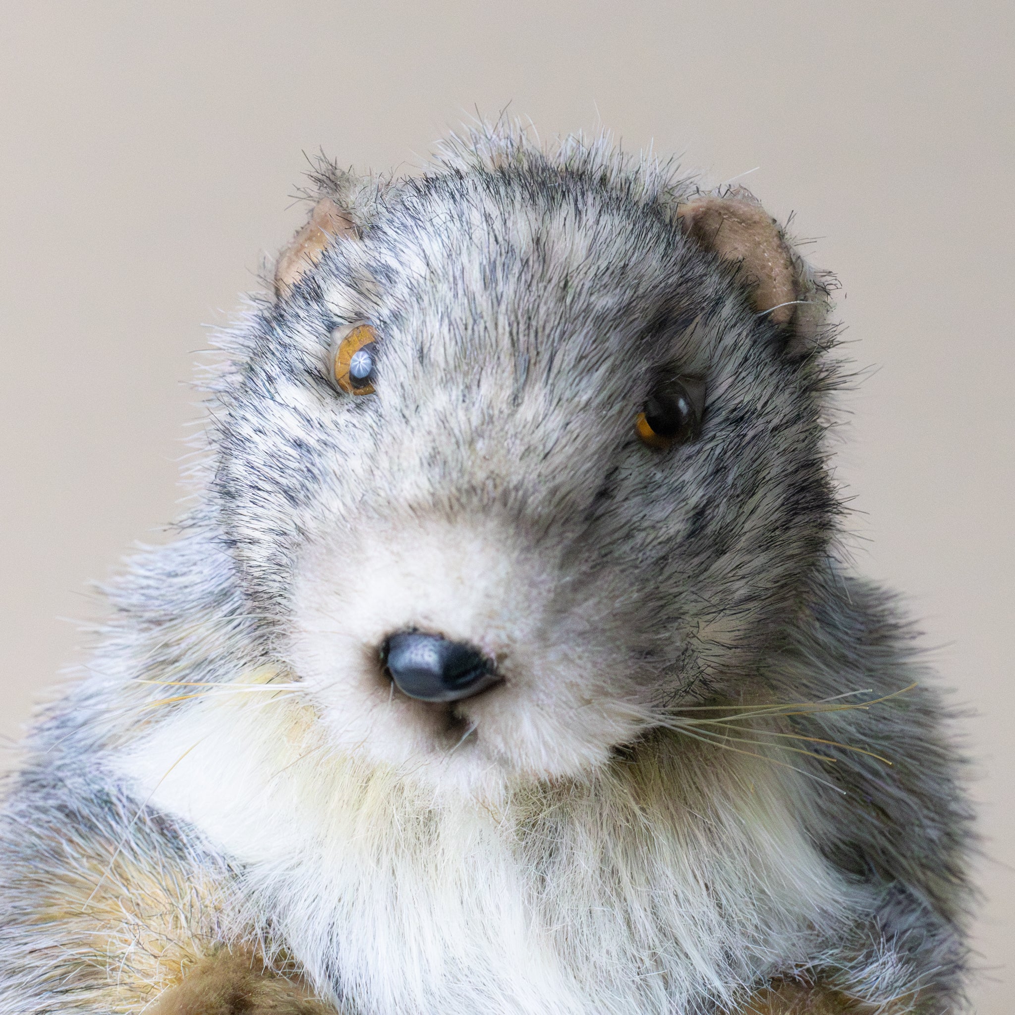 marmot-standing-small-stuffed-animal-face